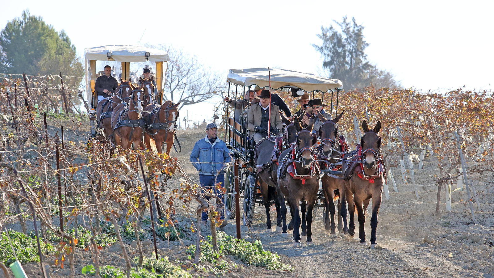 II Ruta Viñas de Jerez
