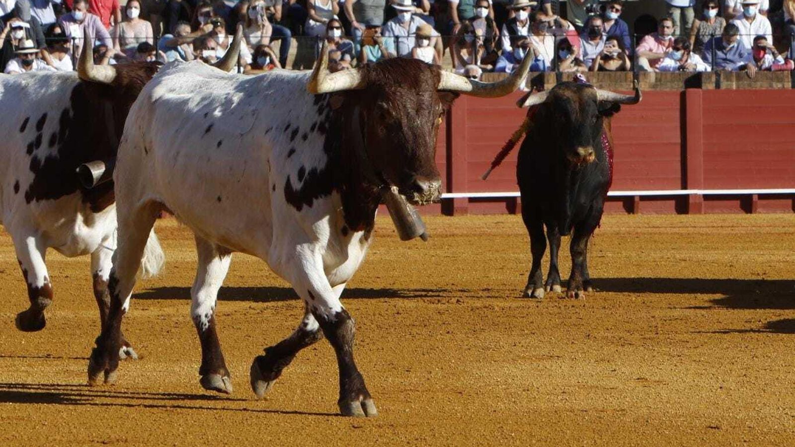 Los cabestros apartan del ruedo al primer toro.
