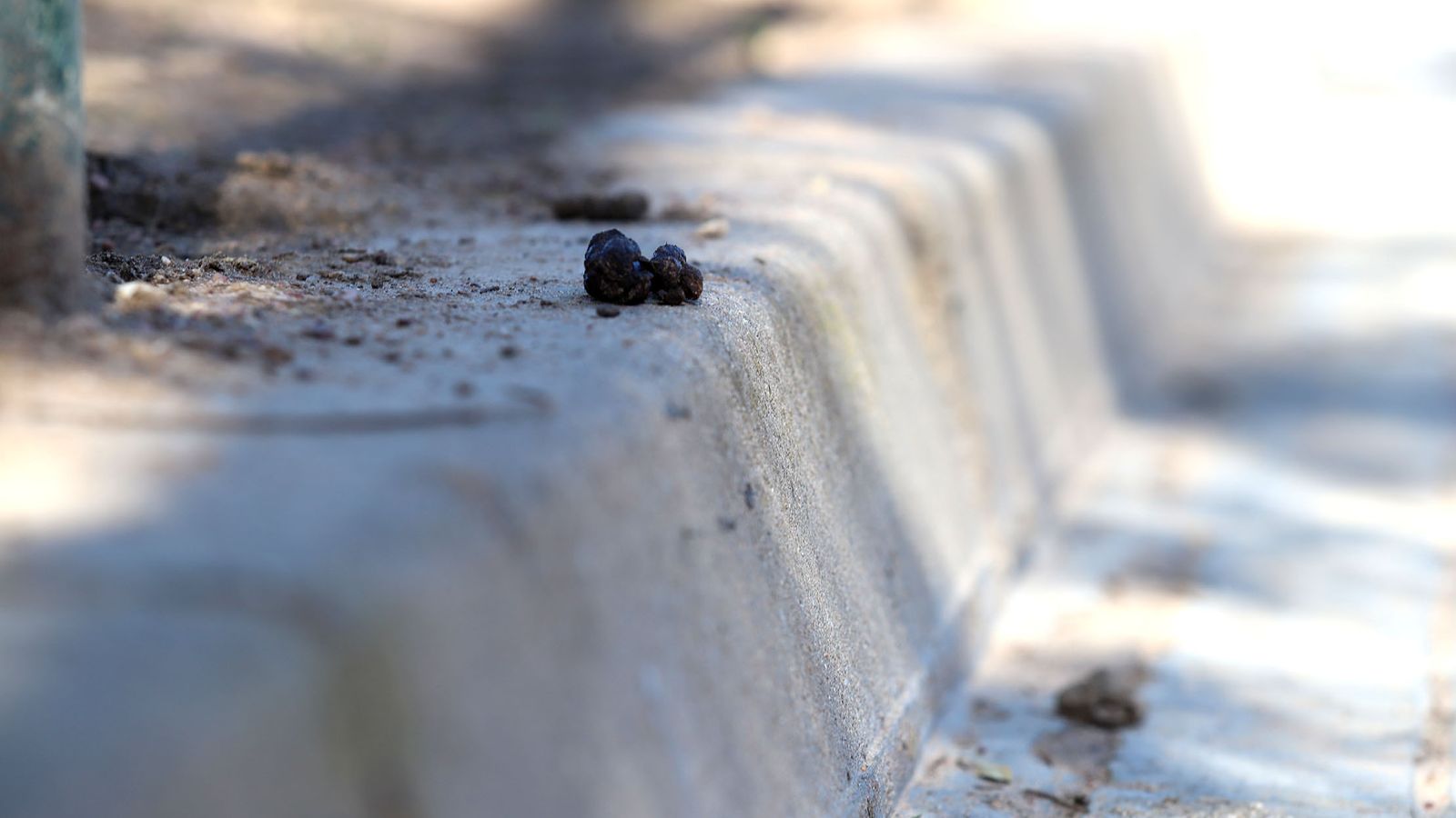 Una imagen de excrementos de perros en las calles de la capital onubense.