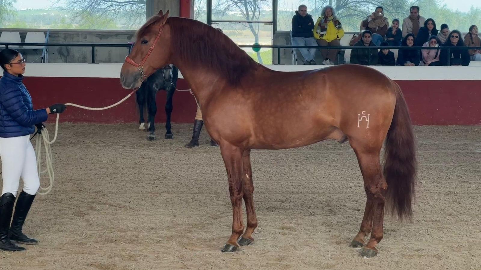 Uno de los ejemplares mostrados en la Jornada de Puertas Abiertas de Yeguada Cartuja.