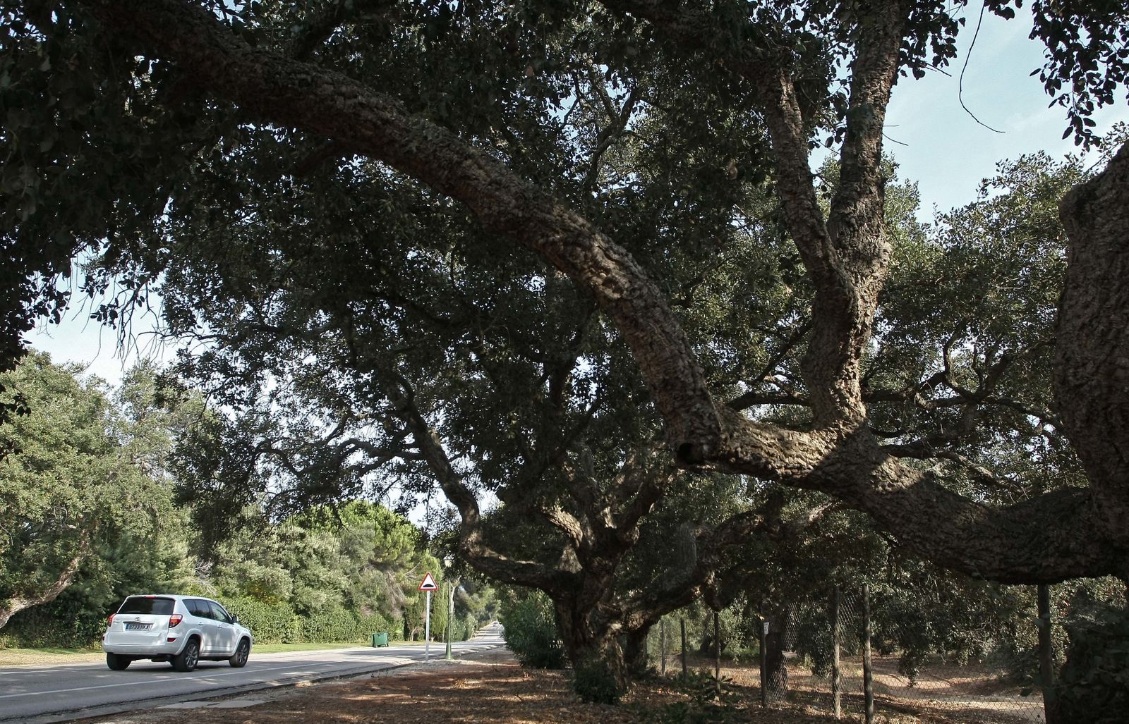 Un paraje de la finca pública estatal La Almoraima, en Castellar.