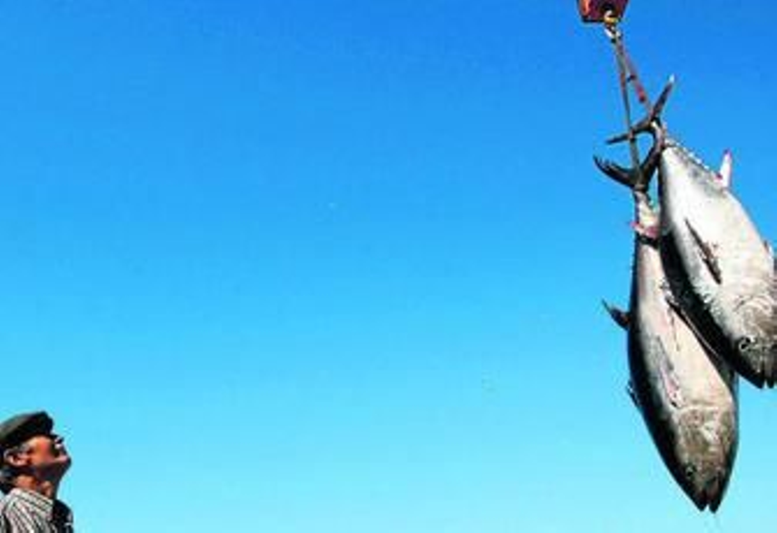 Un pescador mira dos piezas de atún rojo capturadas en Barbate.