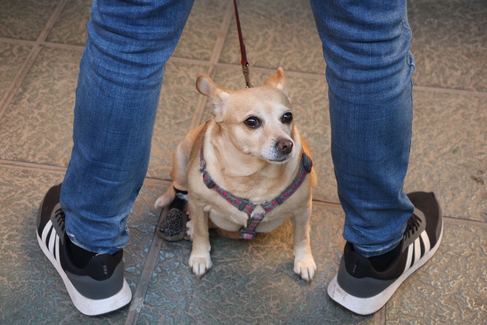 Así ha sido la bendición de las mascotas y la subasta de 'rabicos' en el casco histórico de Almería