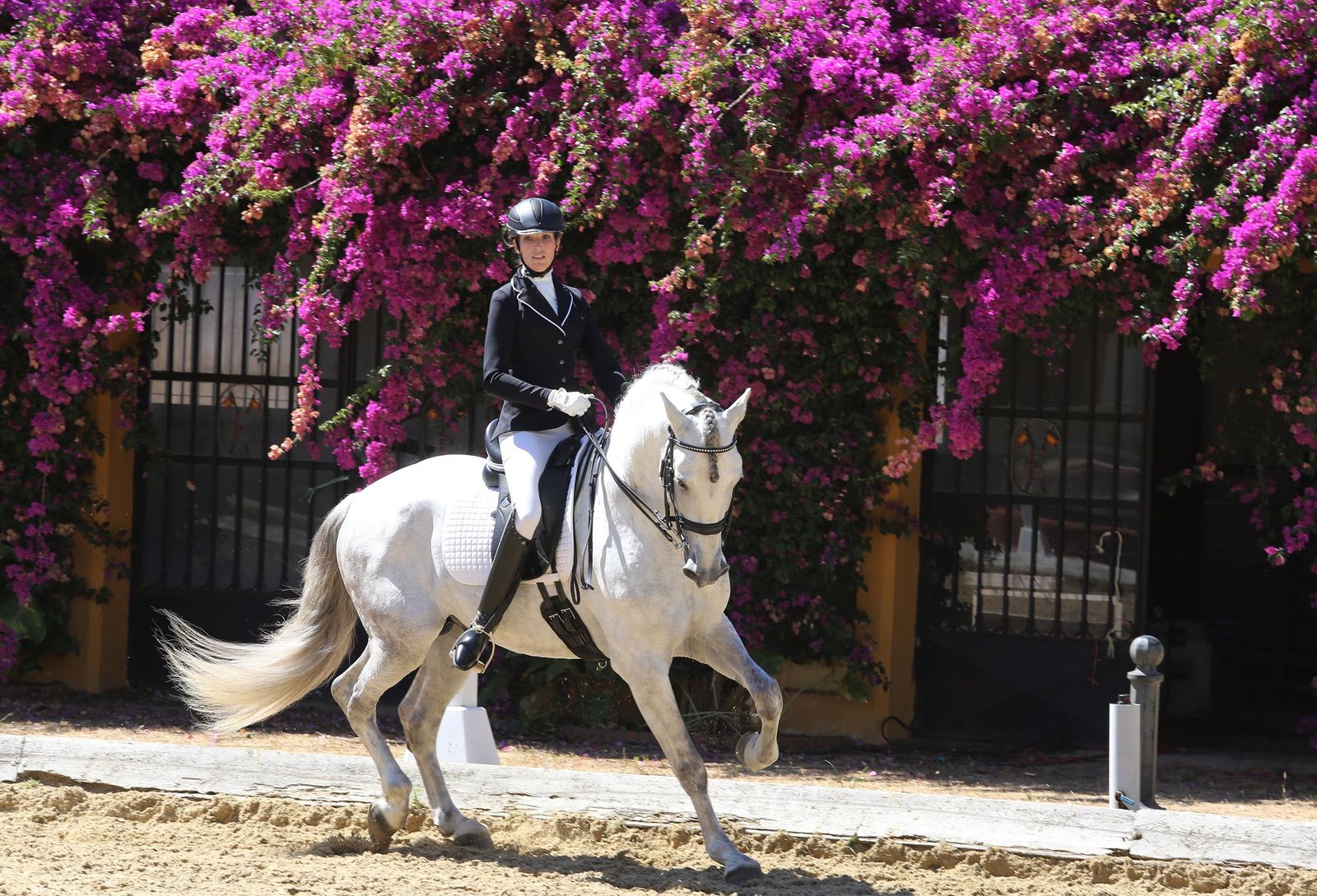 El concurso de doma reabre Sementales