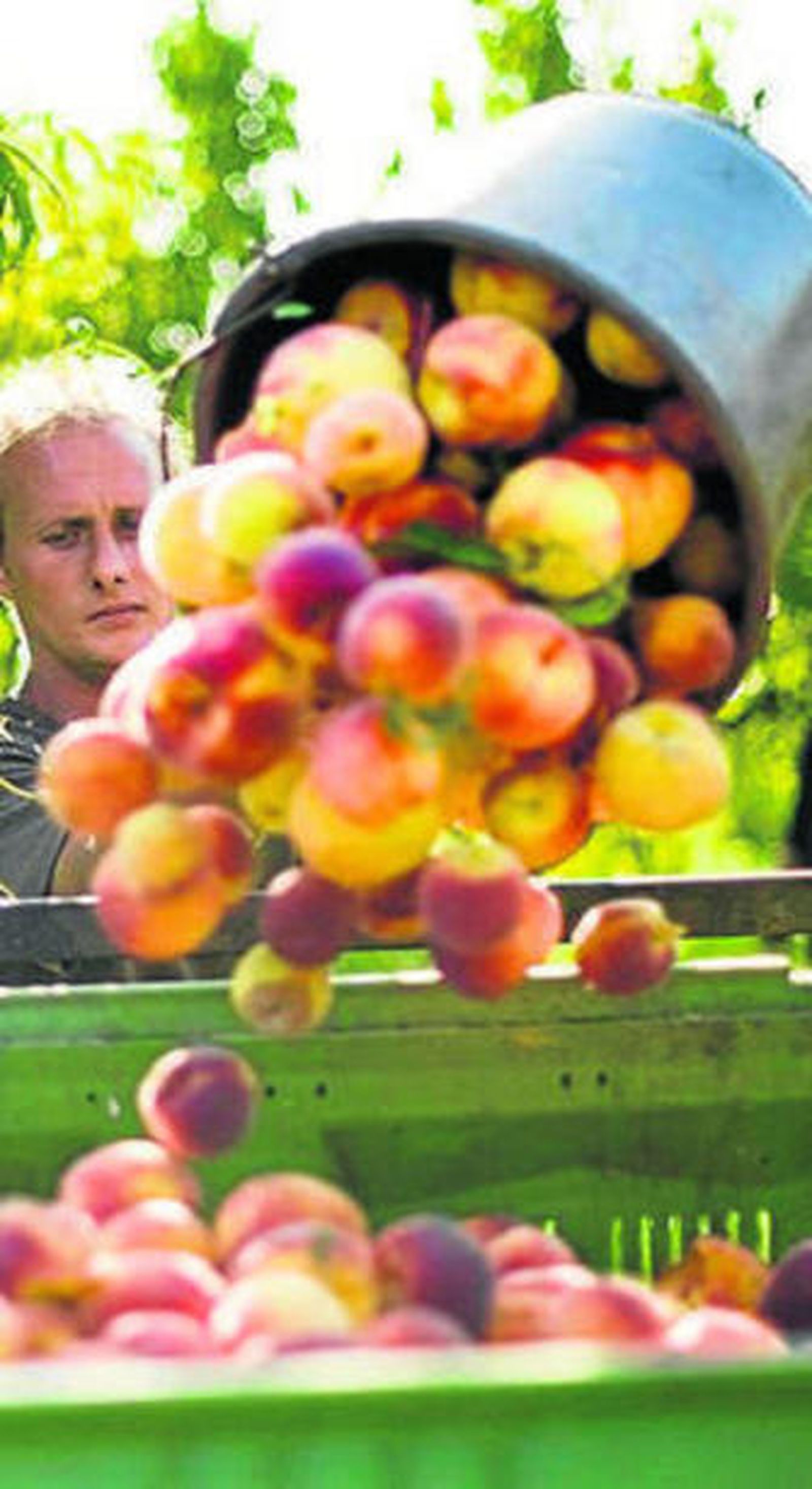 Recogida de la fruta.