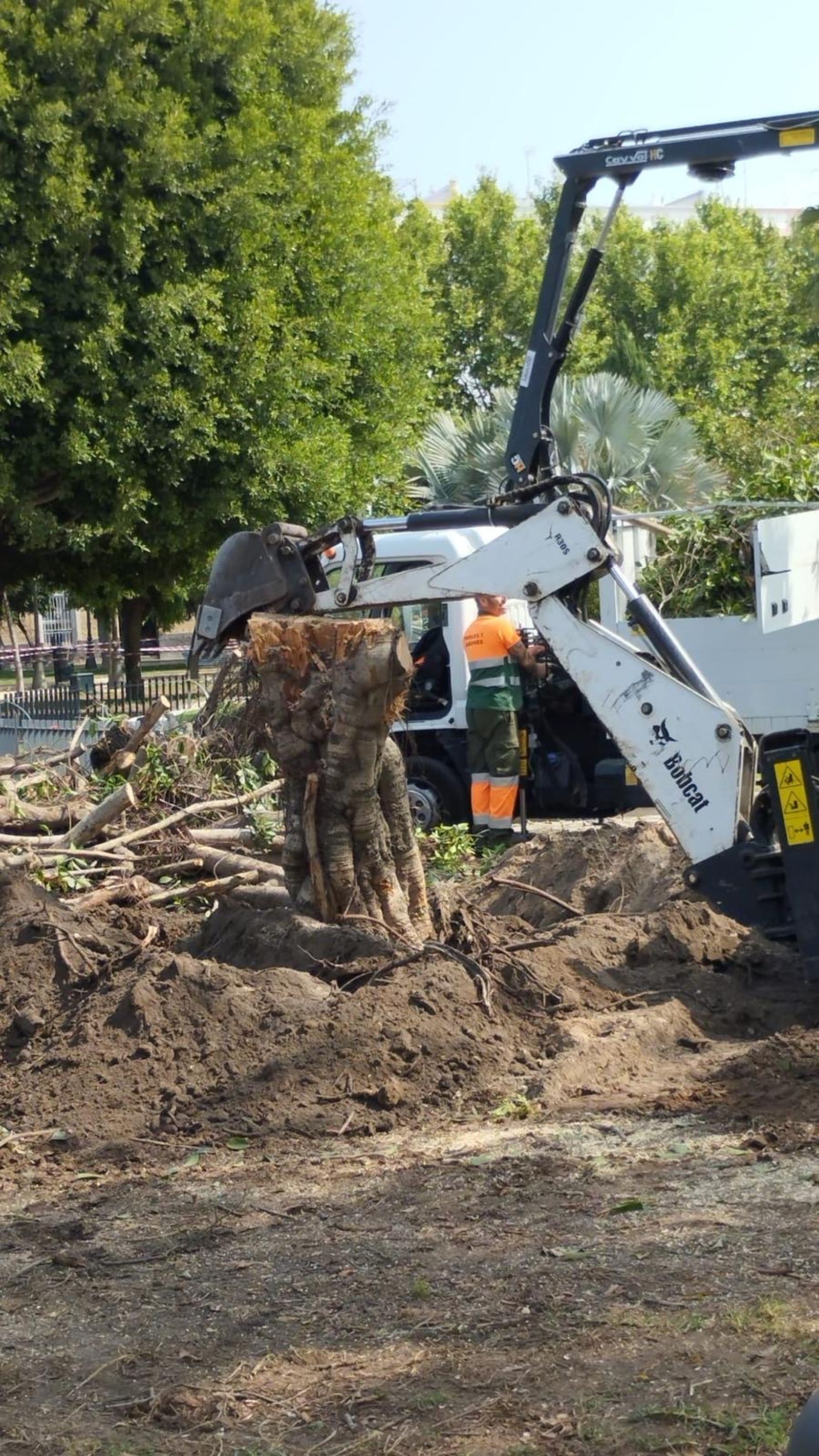 Arboricidio en la plaza de España