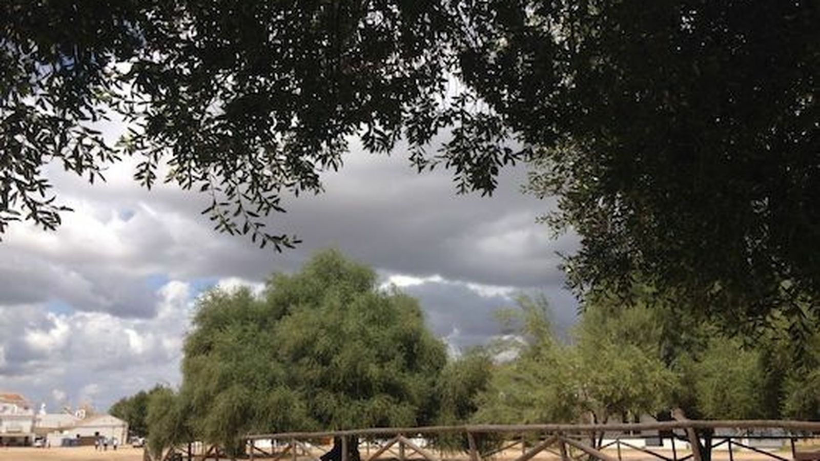 Acebuches de El Rocío.