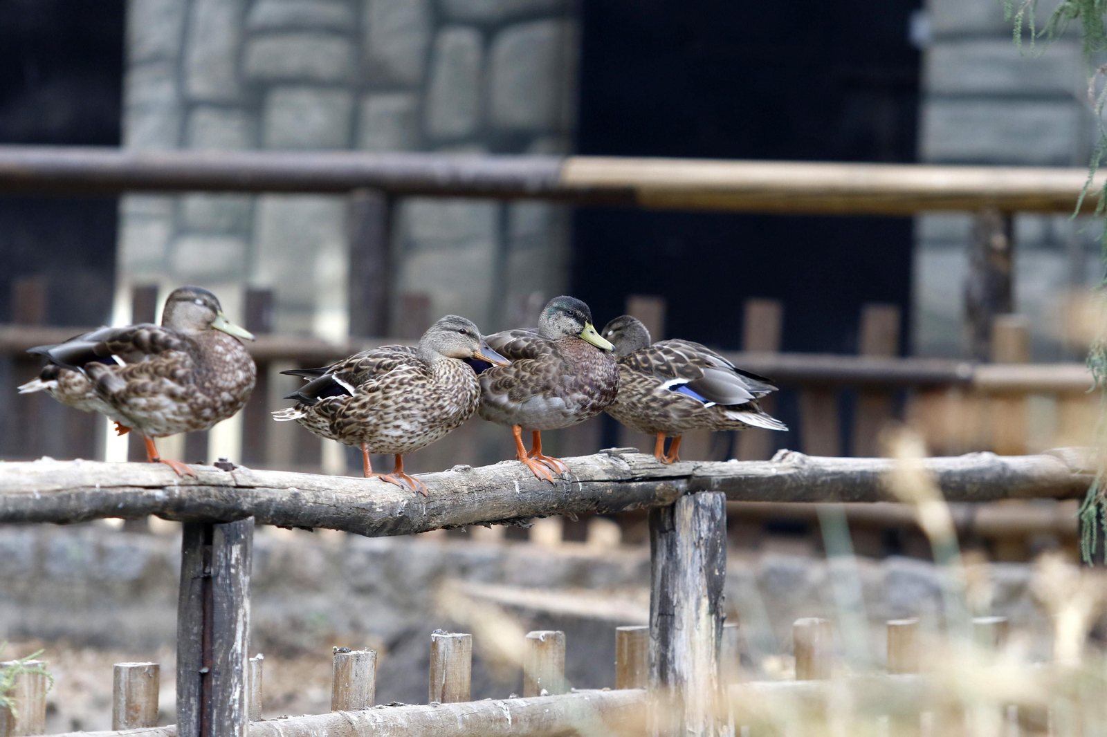 Las imágenes de la reapertura del zoo de Córdoba