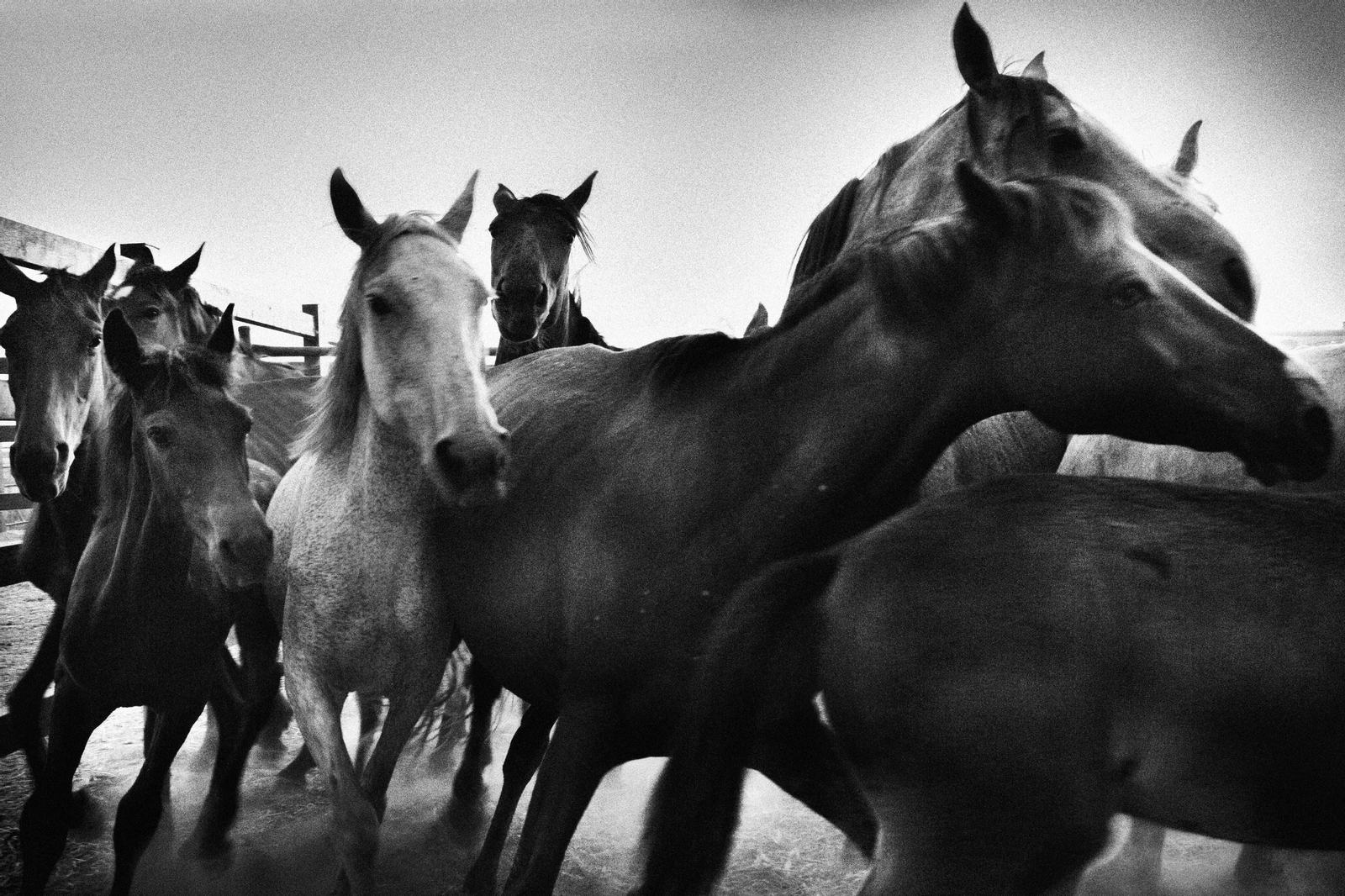 Saca de las yeguas en Doñana en 2016.