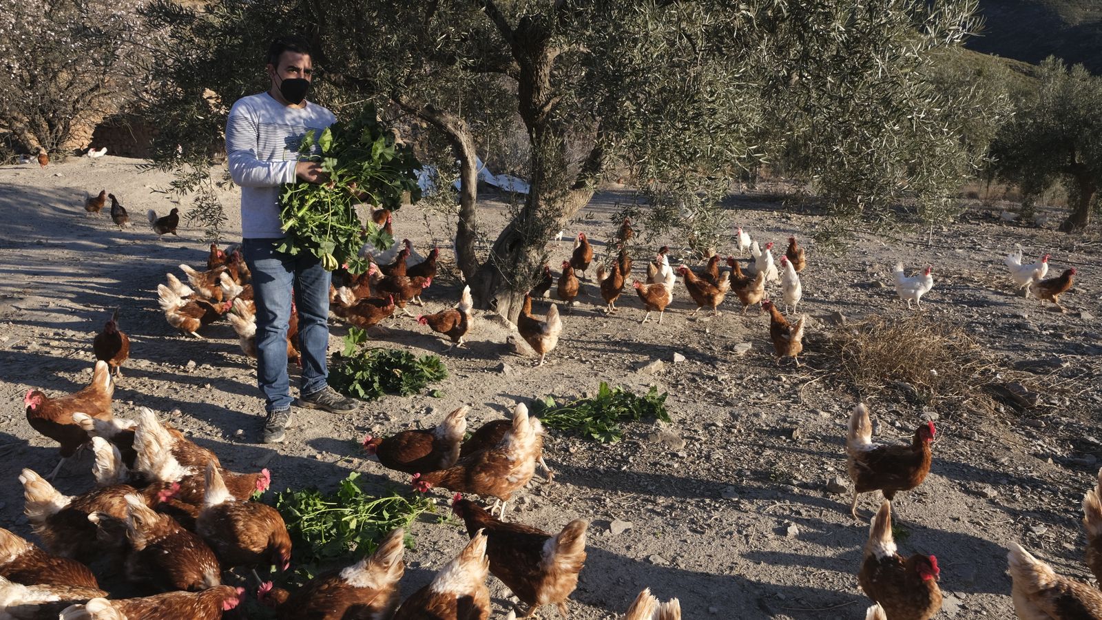 Víctor Compán echa algo de verduras a las gallinas por la tarde, una vez ya han comido su pienso