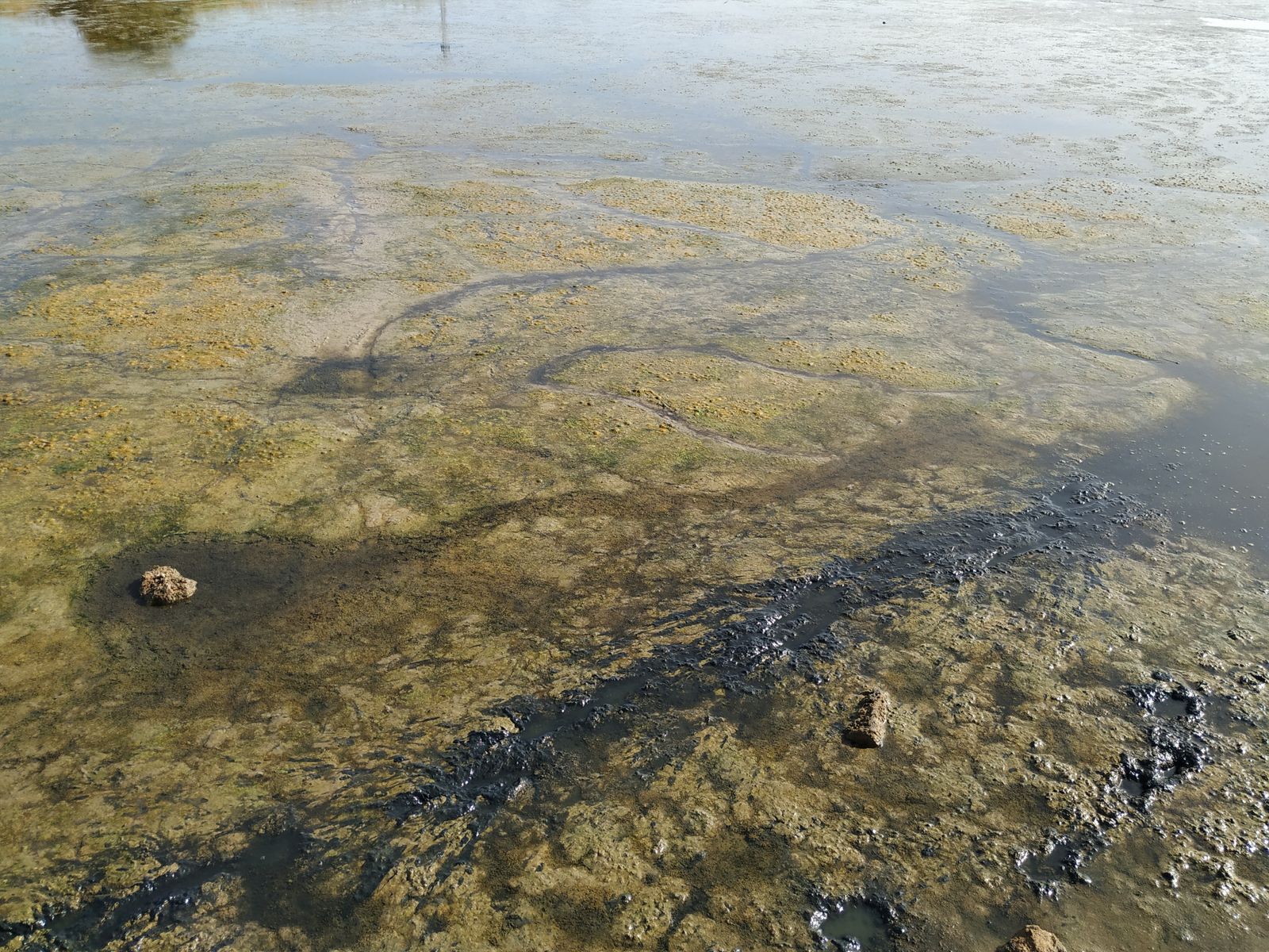 La Laguna de la Mejorada se seca