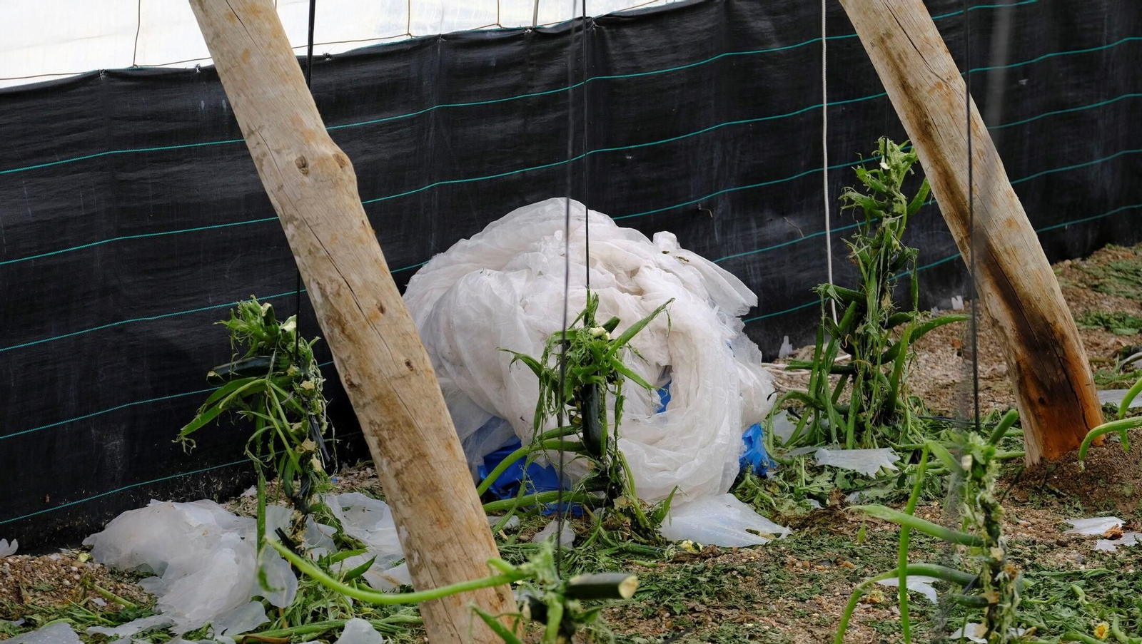 Cultivos de calabacines totalmente destrozados, en la zona de San Agustín.