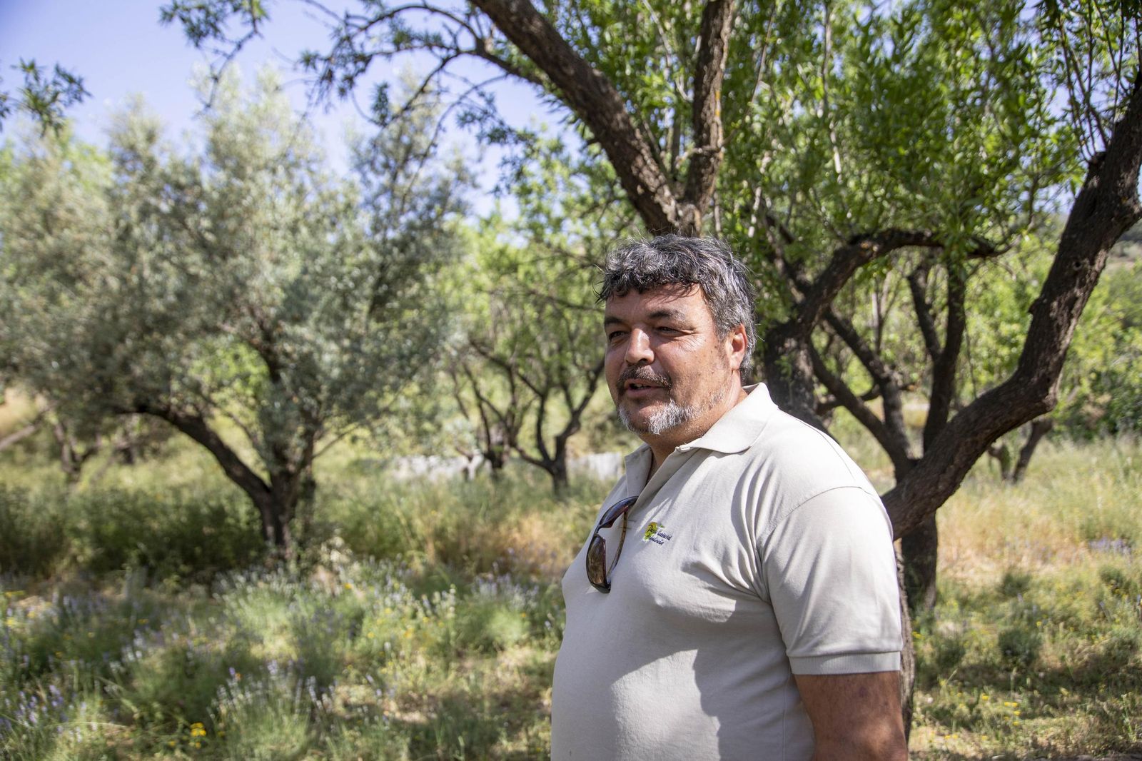 El jardin de lavandas en Benecid