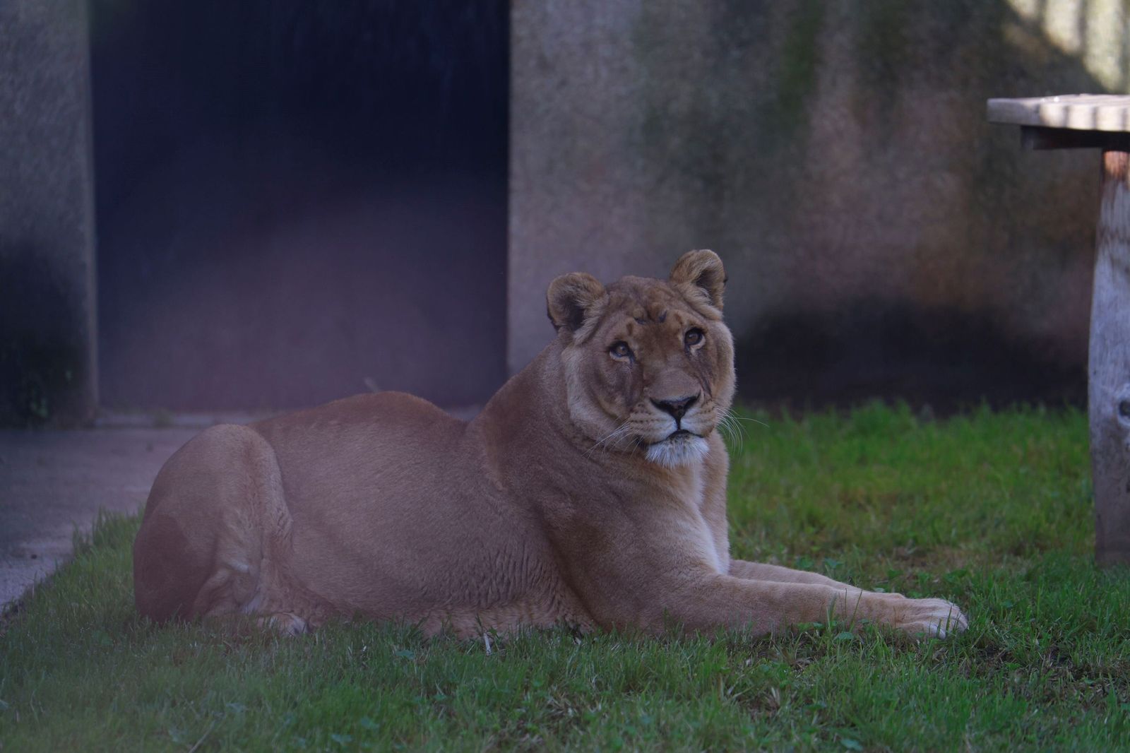 Las mejores imágenes de Zazu y Aissa, la nueva pareja de leones del Zoo de Córdoba