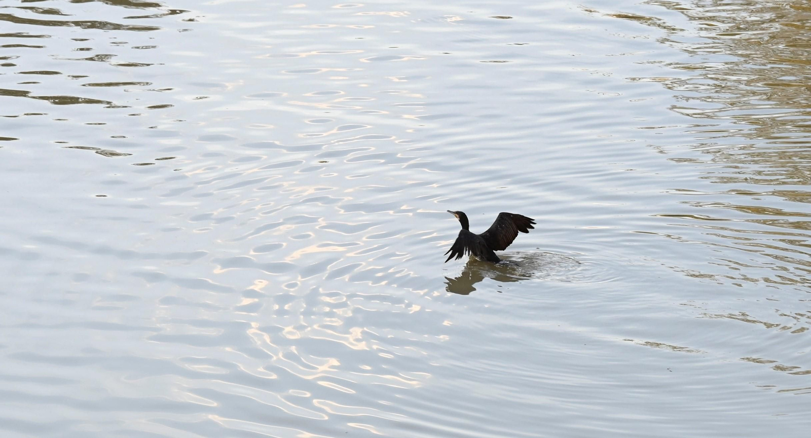 Las aves se reproducen en el río Guadalquivir a su paso por Córdoba, en imágenes