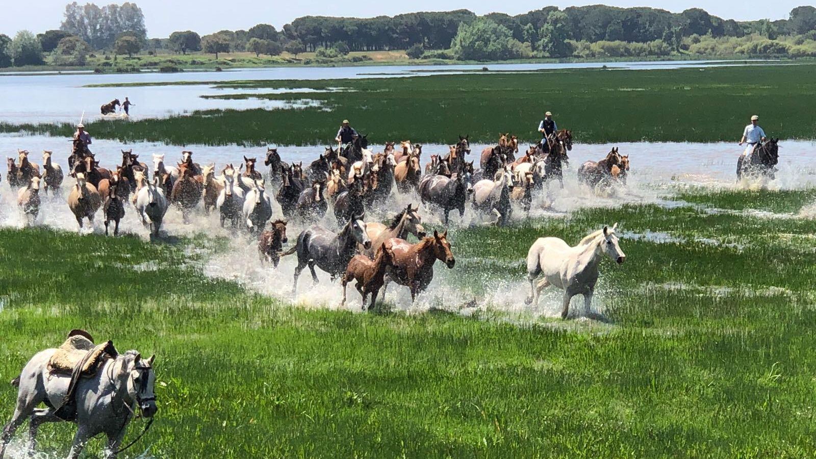 Saca de yeguas en El Rocío.