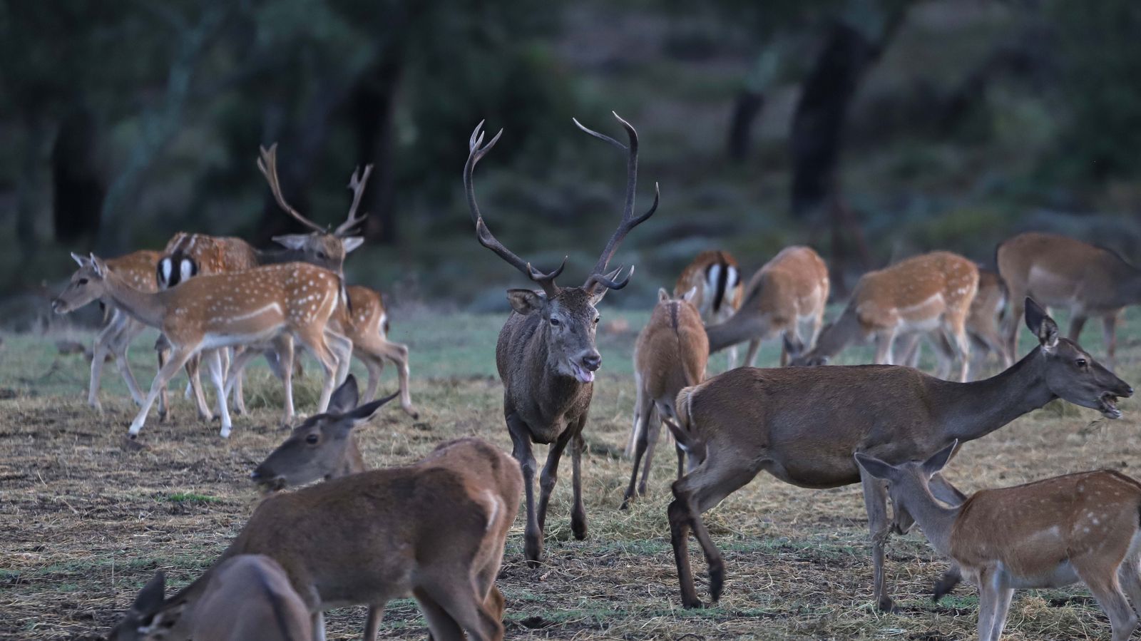 Fotos de la berrea en el Campo de Gibraltar