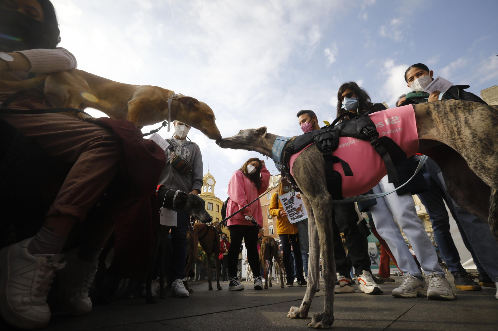 La protesta en Córdoba contra el uso de perros en la caza, en fotografías
