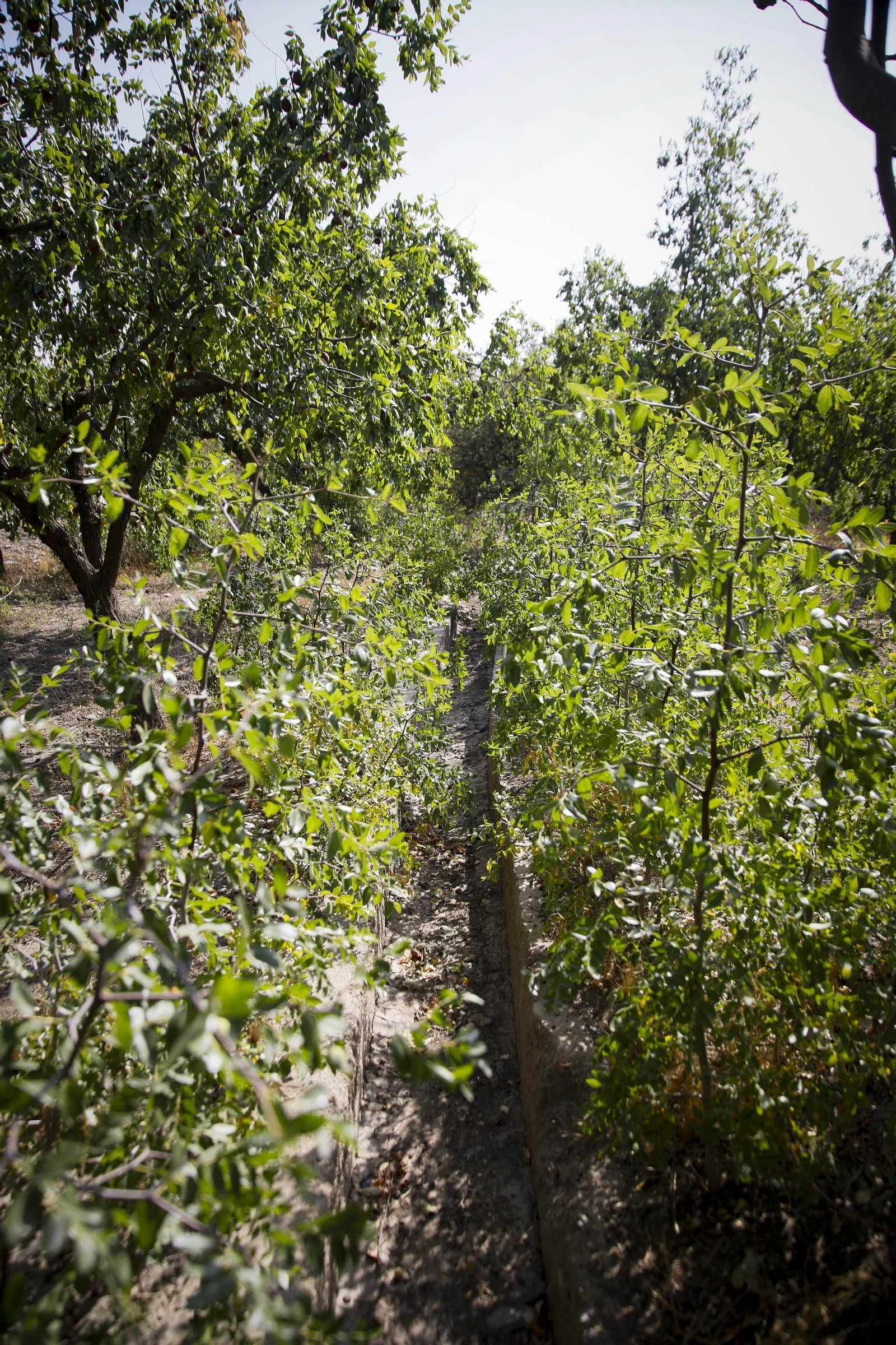 Imágenes del cultivo de azufaifas en Abrucena
