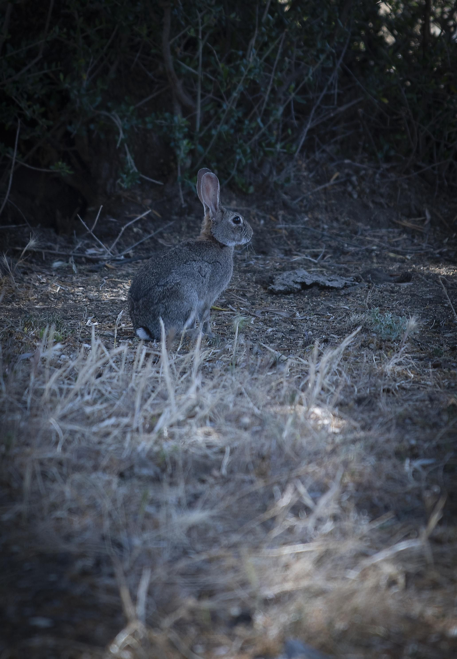 La sequía amenaza a la ganadería de toda Andalucía