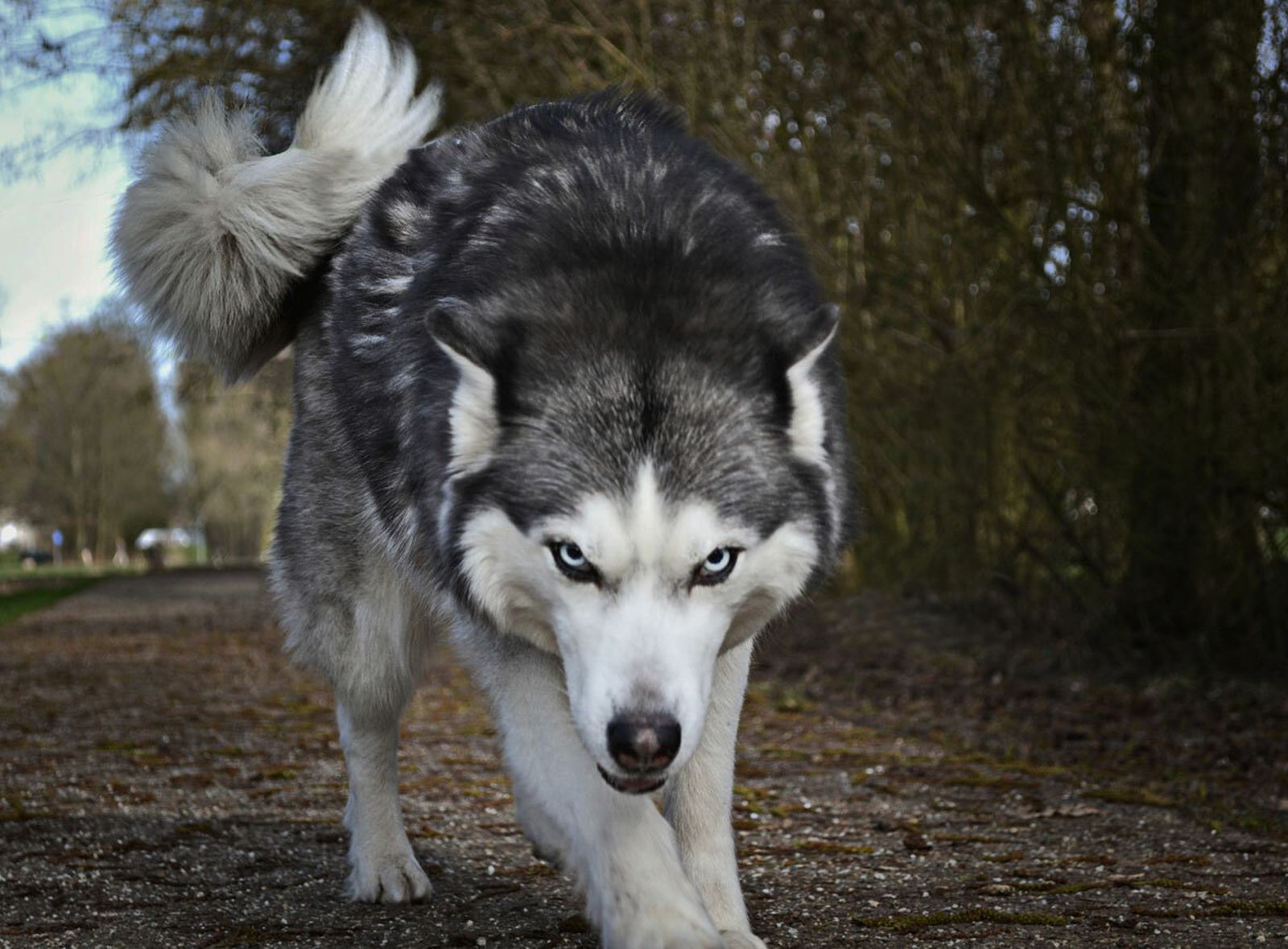 Un husky siberiano