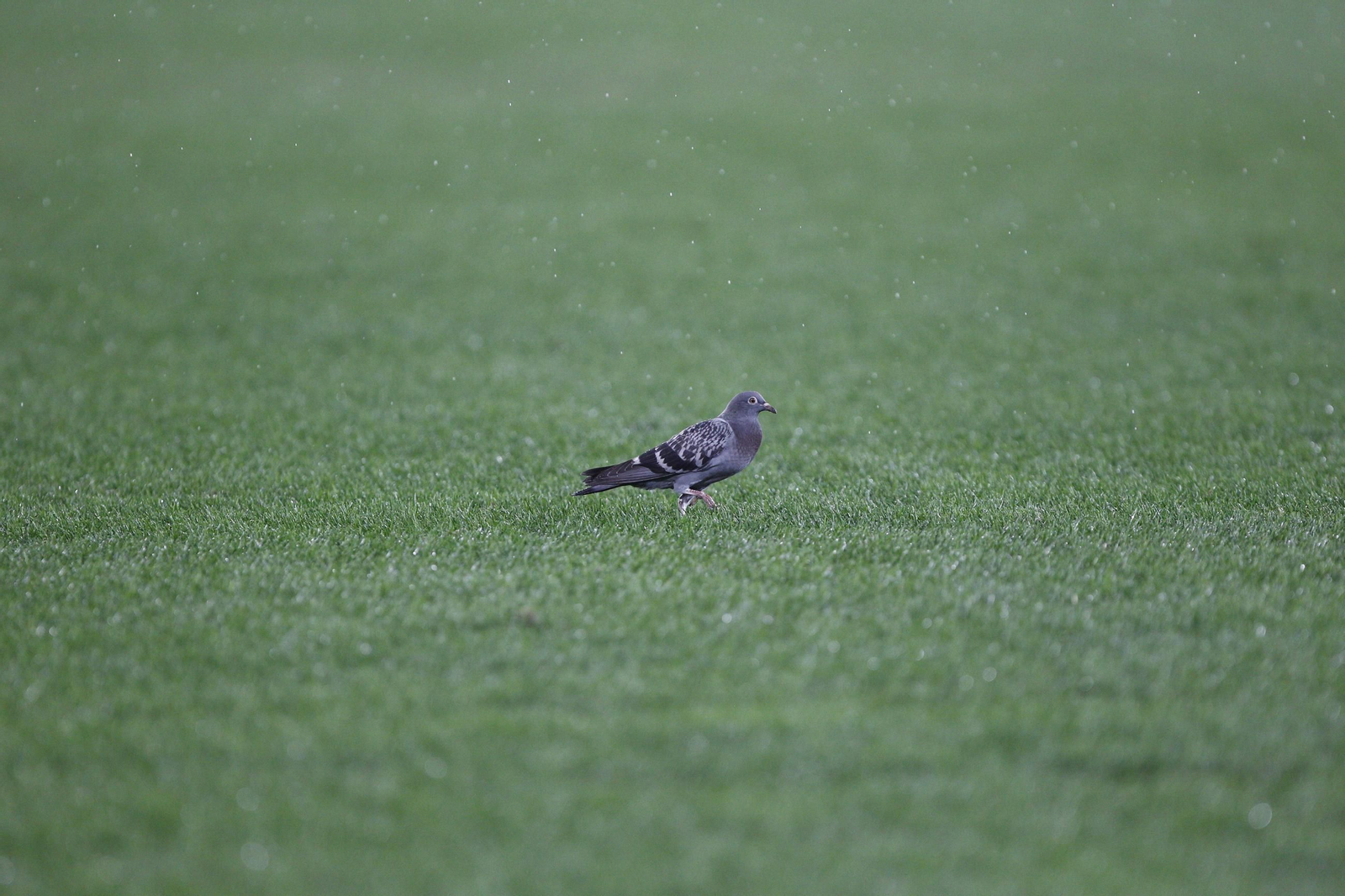 Las fotos del partido de fútbol U.D. Almería-Real Burgos