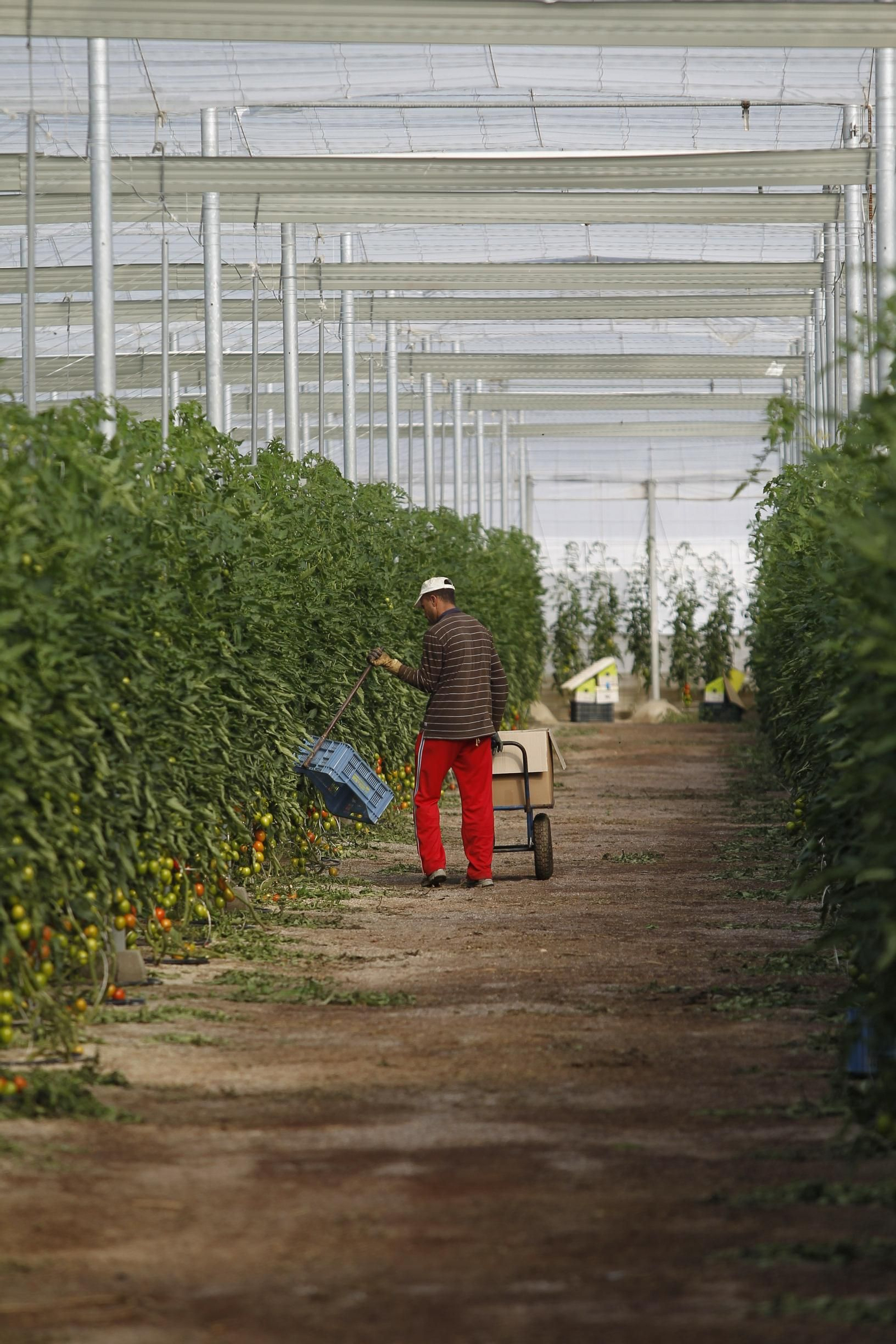 Trabajador extranjero en el campo de Almería.