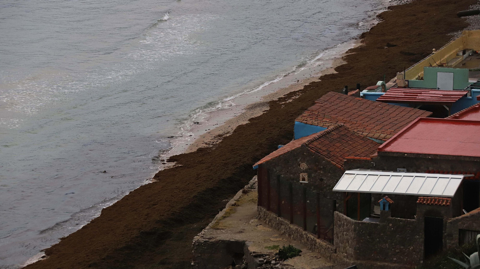 El alga invasora cubre de nuevo la playa de Getares
