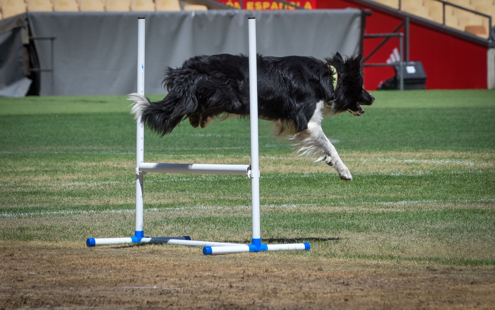 La exhibición policial con participación de la Unidad Aérea, Guías Caninos y Caballería, en imágenes