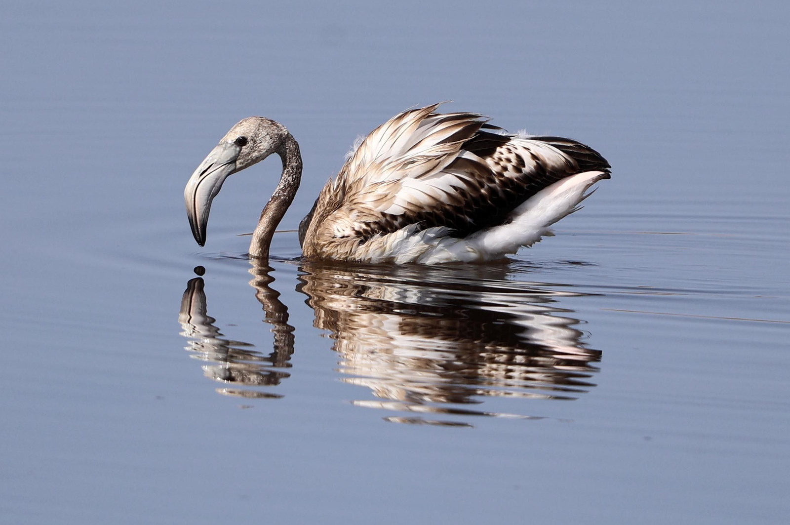 Imágenes de Marismas del Odiel, un Paraje Natural en la confluencia de las desembocaduras de los ríos Tinto y Odiel
