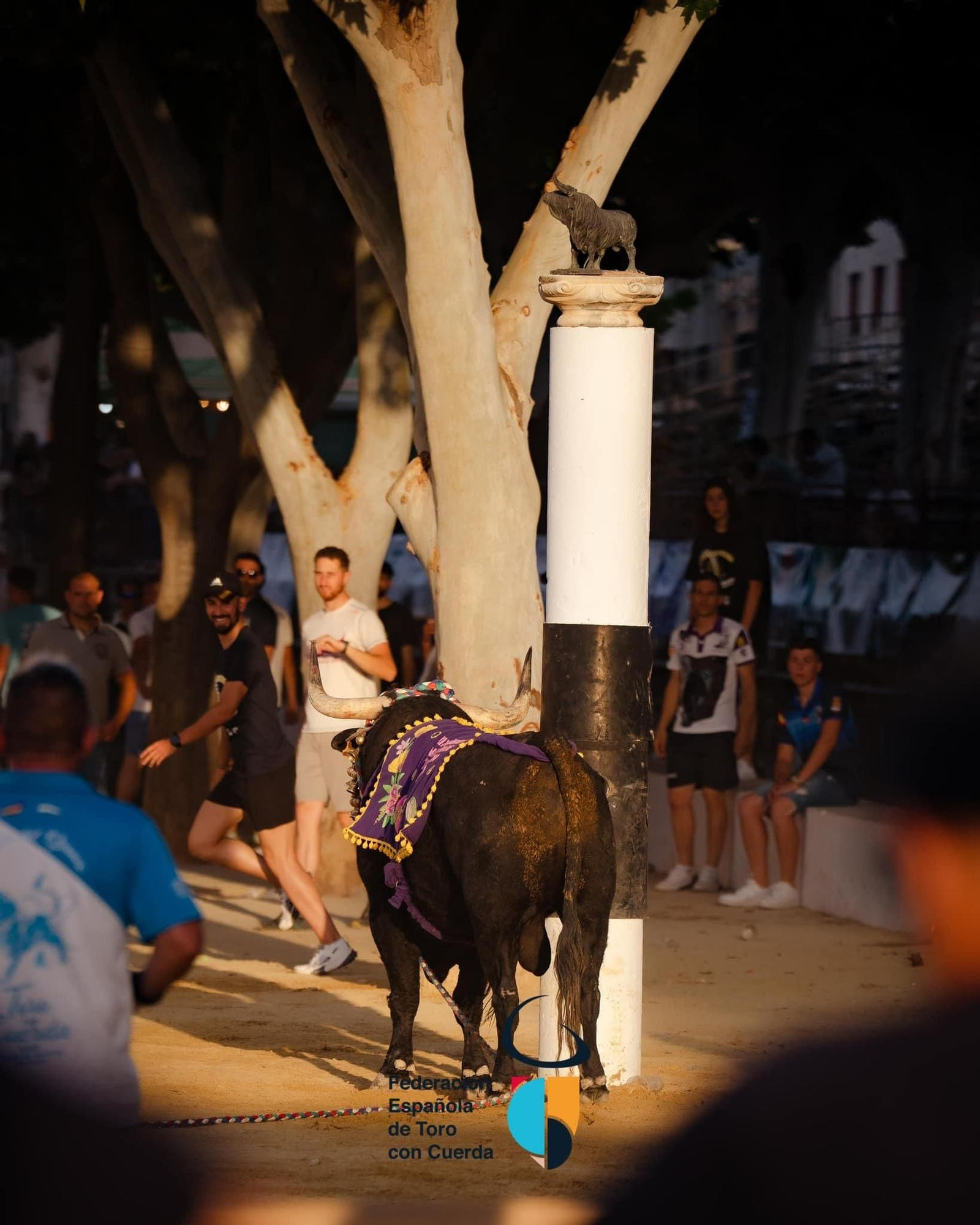 Congreso Nacional ‘Toro con Cuerda’ de Beas de Segura, en imágenes