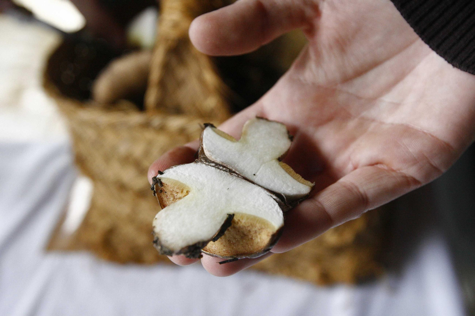 Imagen de archivo de unas jornadas micológicas