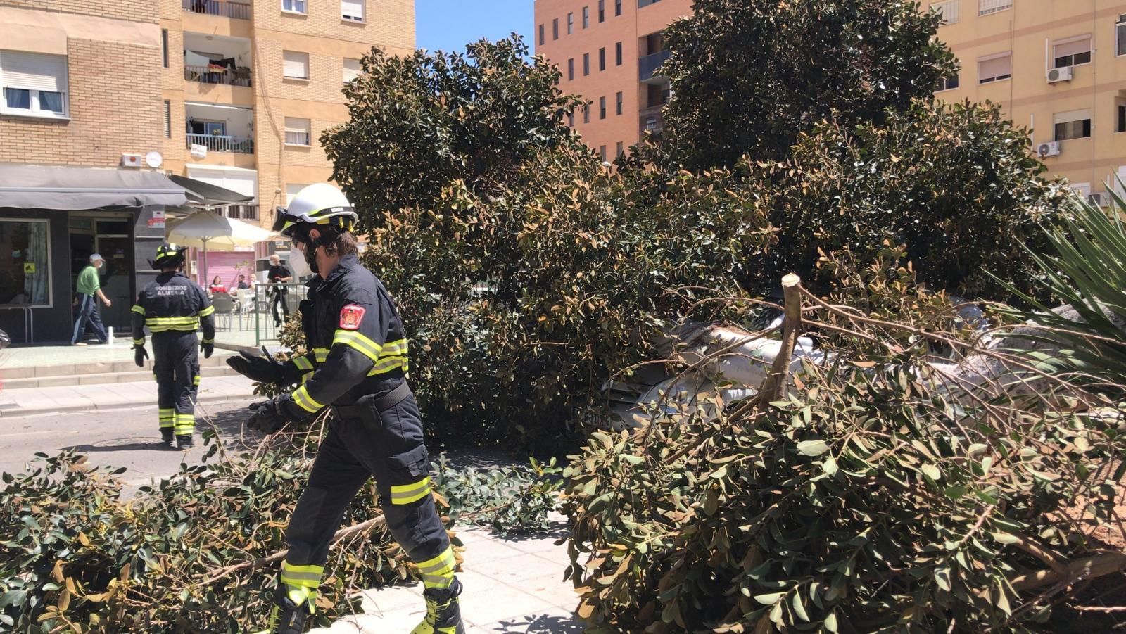 El viento derriba un árbol sobre un coche en El Zapillo