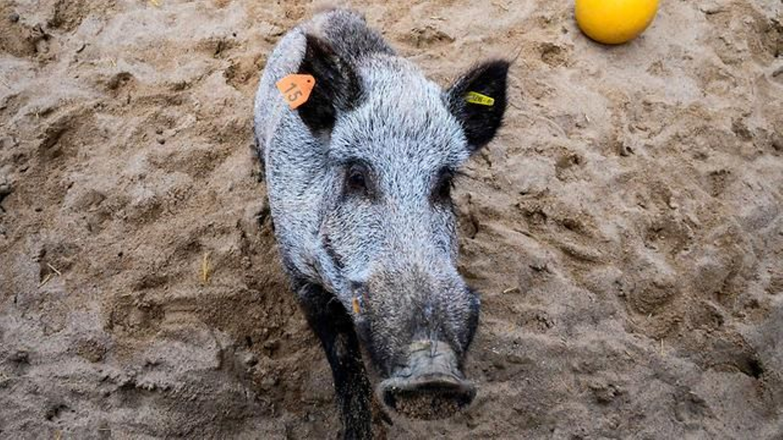 Así es el 'alcatraz alemán' donde se investigan los virus más mortíferos del mundo