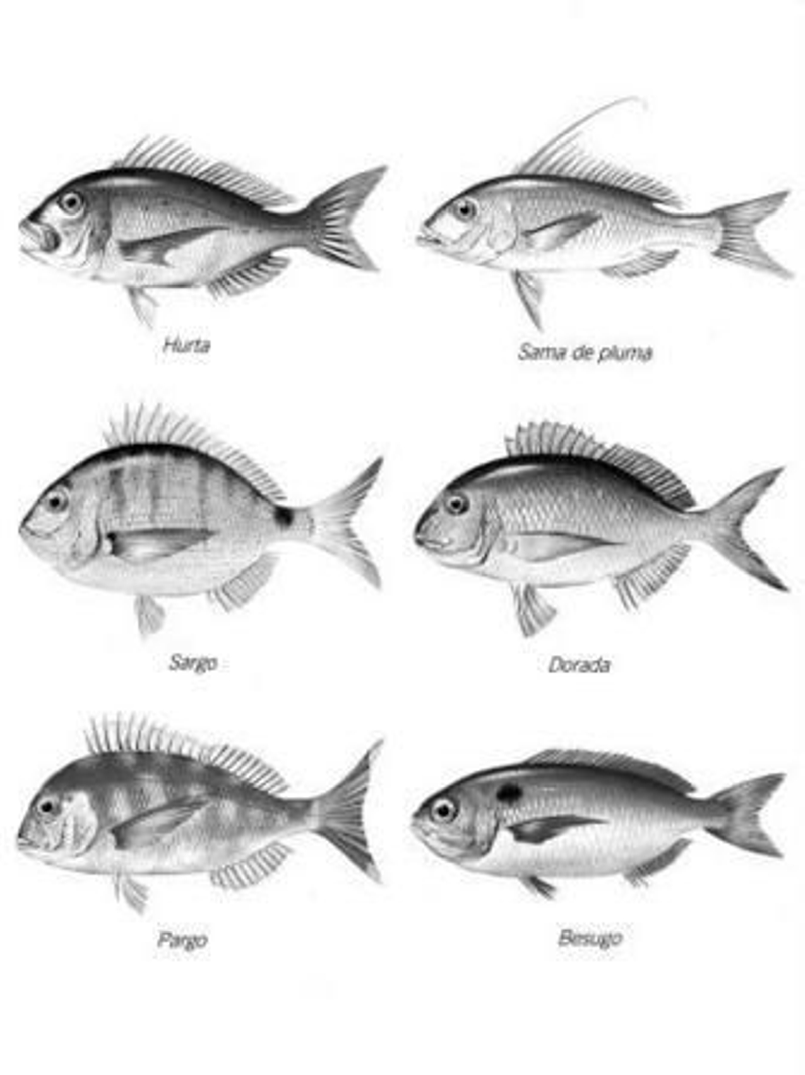 Los "trucos" que tienen los peces para nadarLa fantástica historia del dibujante Walt Disney Los "trucos" que tienen los peces para nadarLa fantástica historia del dibujante Walt Disney