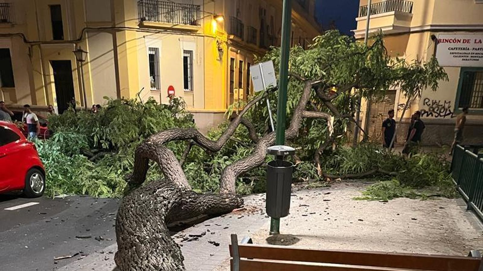 La rama del árbol recién caída.