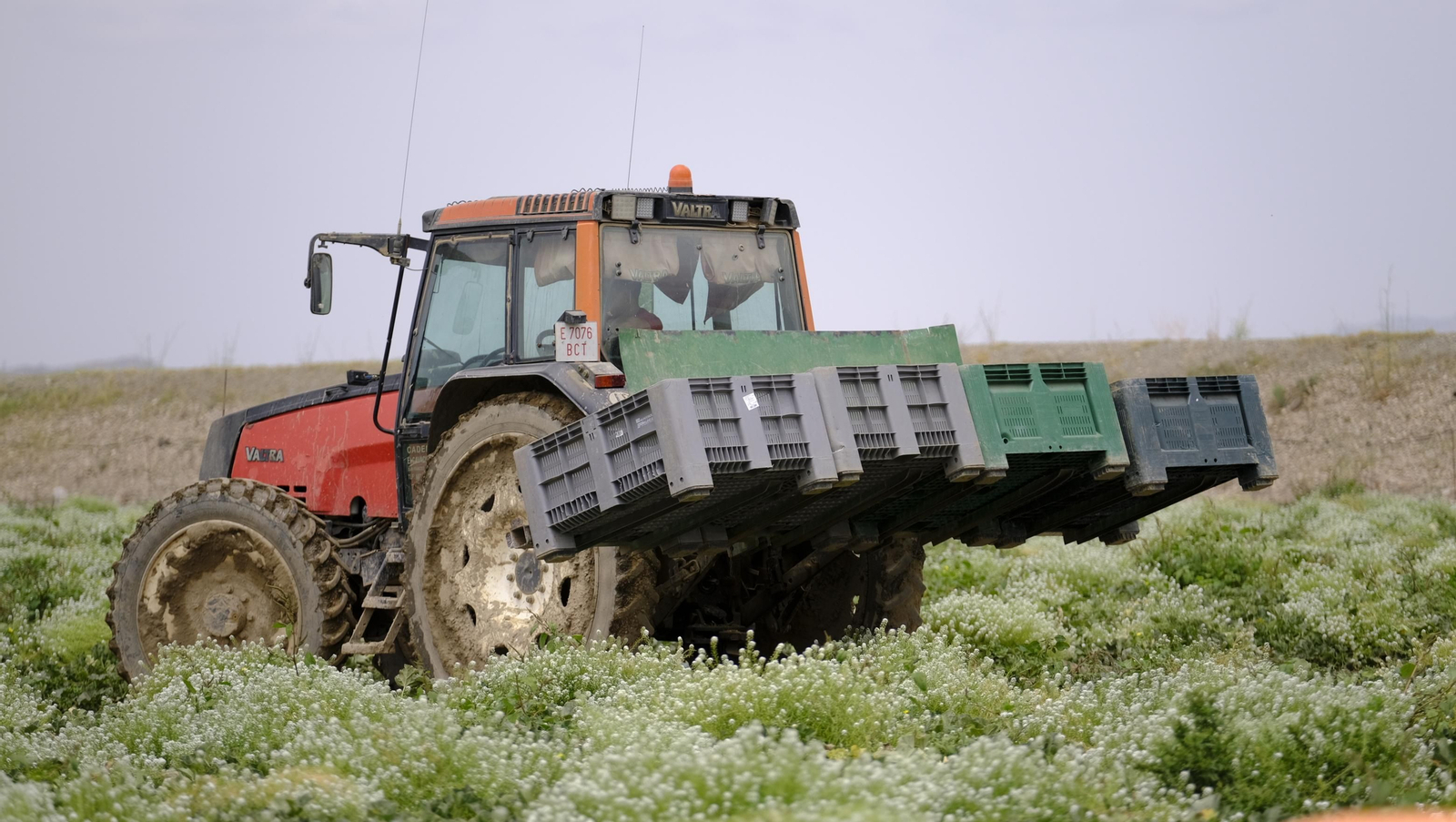 La sandía y el melón de Huércal Overa, manjares en imágenes