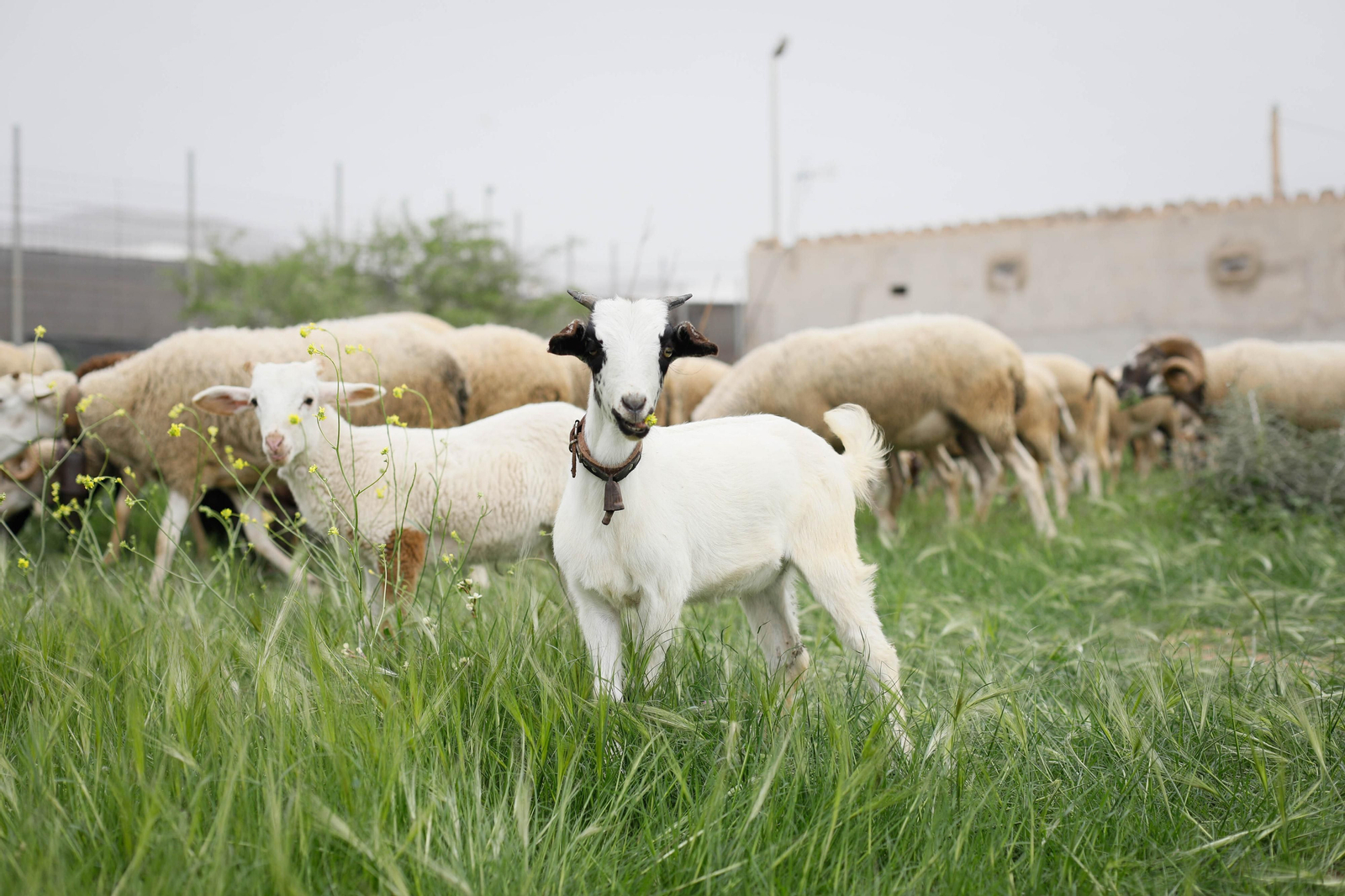 Galería de la Feria  de ganado en Tarambana