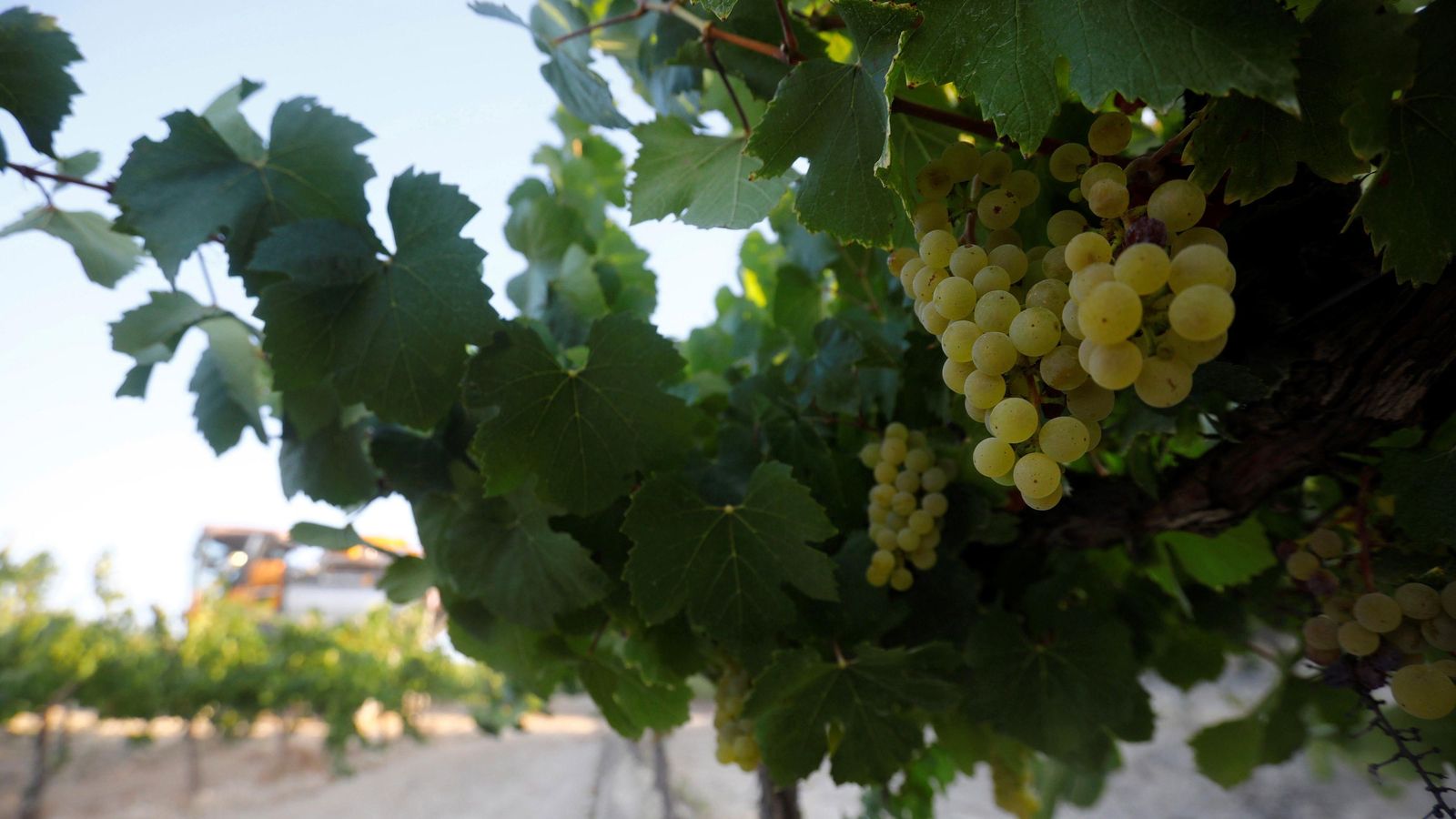 Detalle de racimos por vendimiar