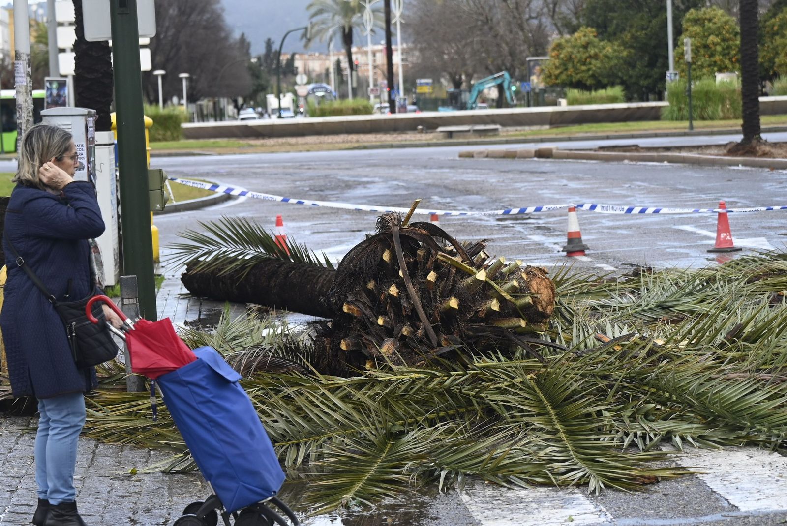 Las imágenes de los destrozos de la borrasca Kristin en Córdoba: árboles arrancados y desprendimientos de tejados y fachadas