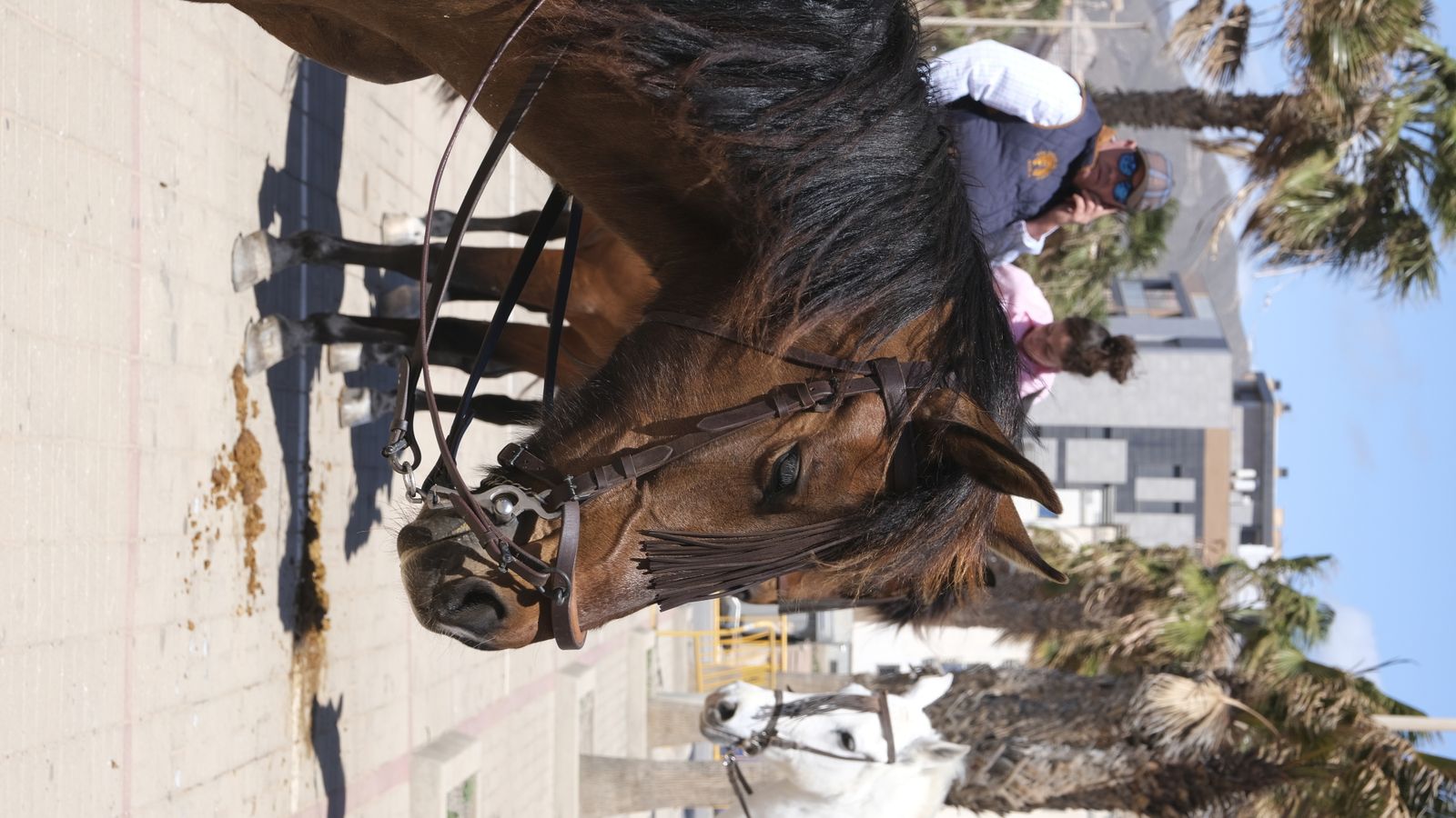 Fotogalería de las Fiestas de San Marcos en Adra.