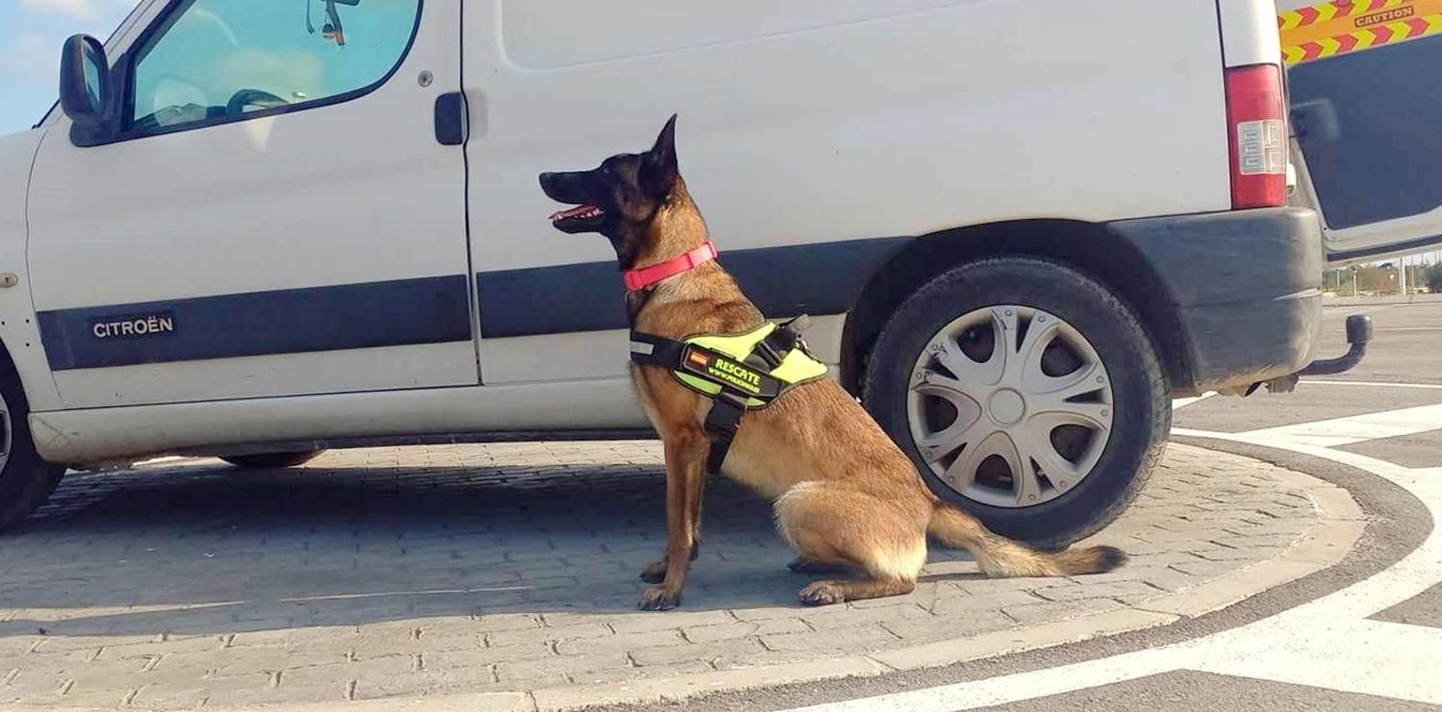 Cuatro perros acuden a Marruecos en el segundo contigente para el rescate de supervivientes