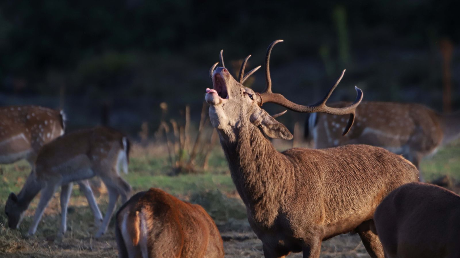 Fotos de la berrea en el Campo de Gibraltar