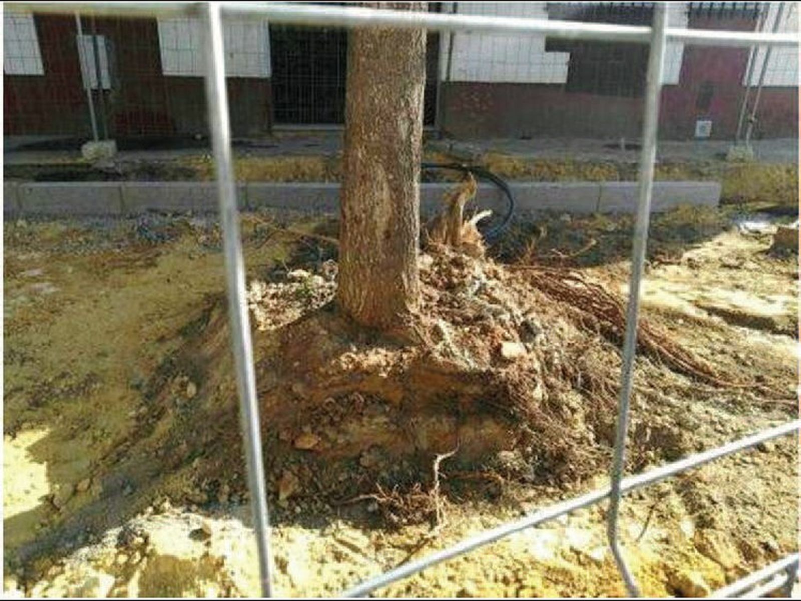 Uno de los olmos afectados por la rotura de las raíces en la calle Maestro Tejera de Torreblanca.
