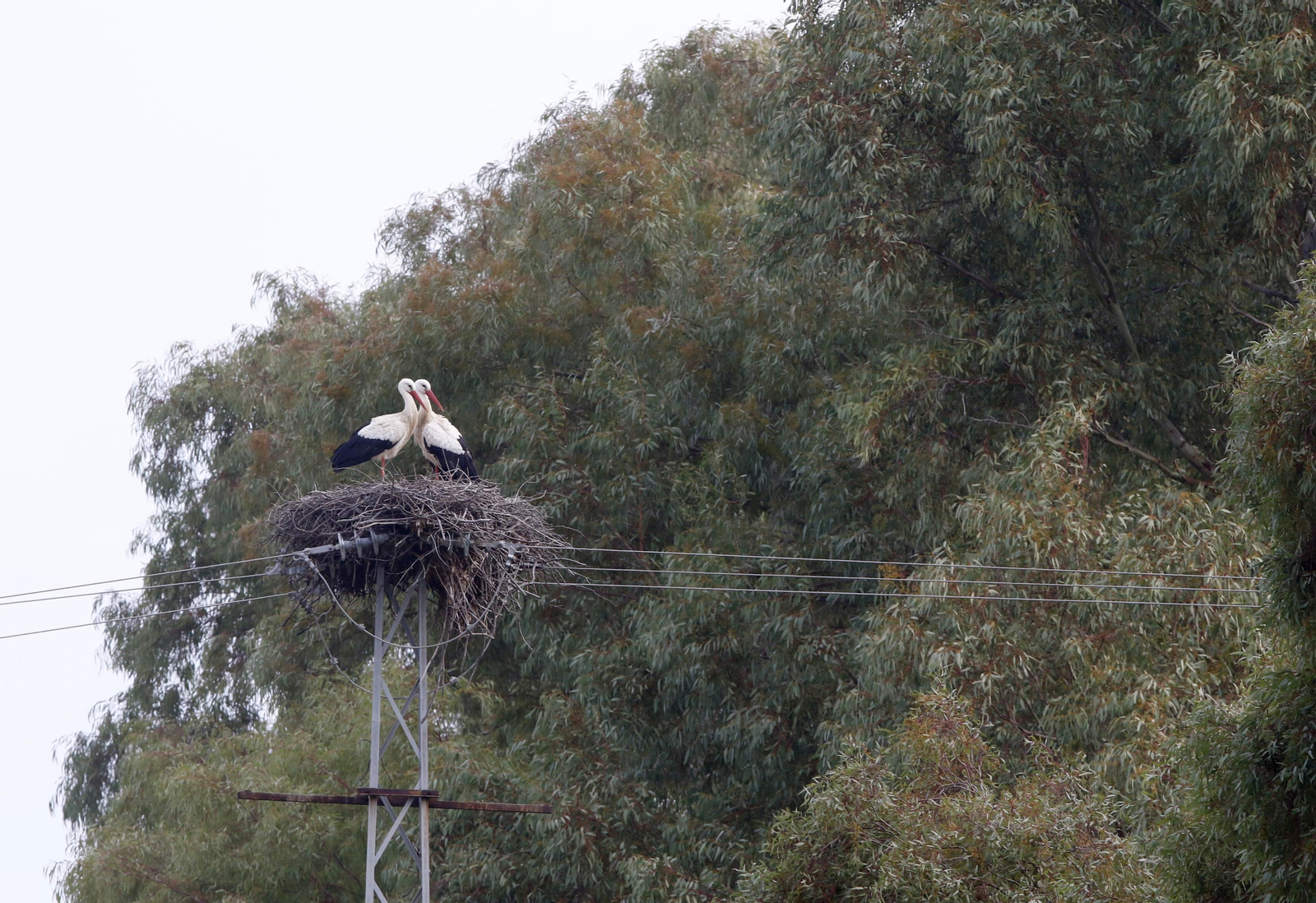 Córdoba, hogar de las cigüeñas también en invierno