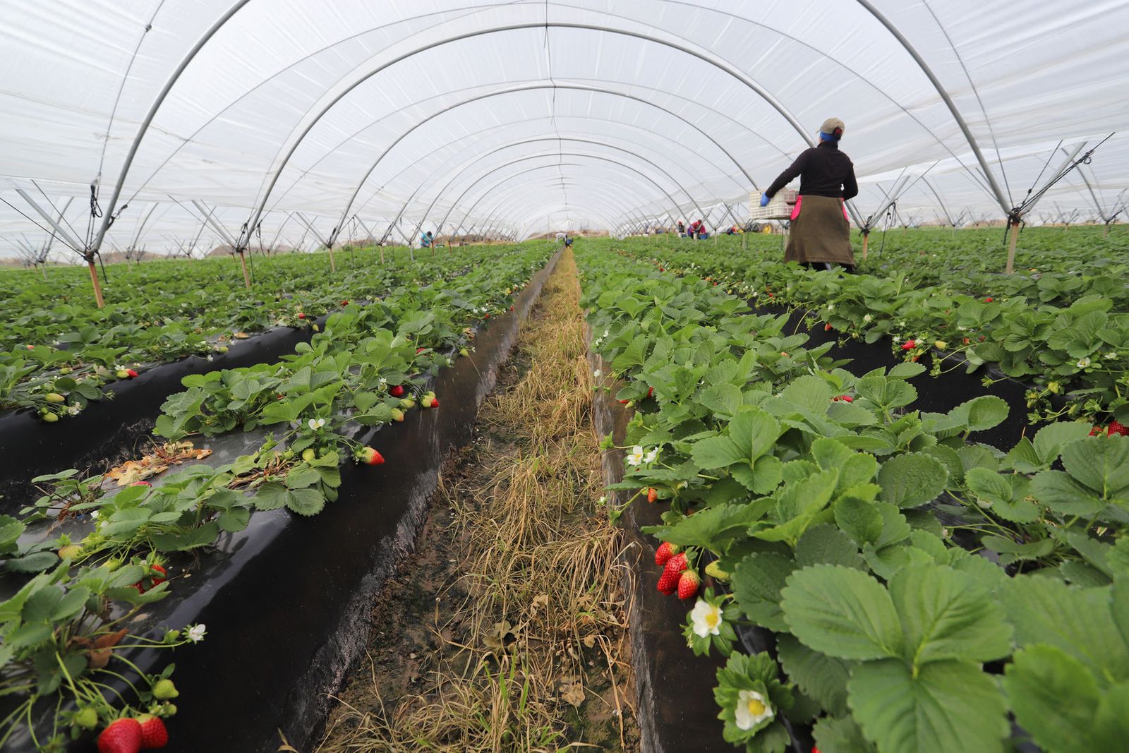Imagen de archivo de recolección de fresas.