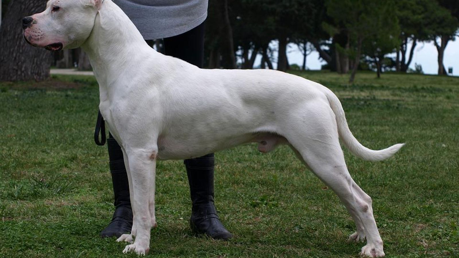 Dogo Argentino