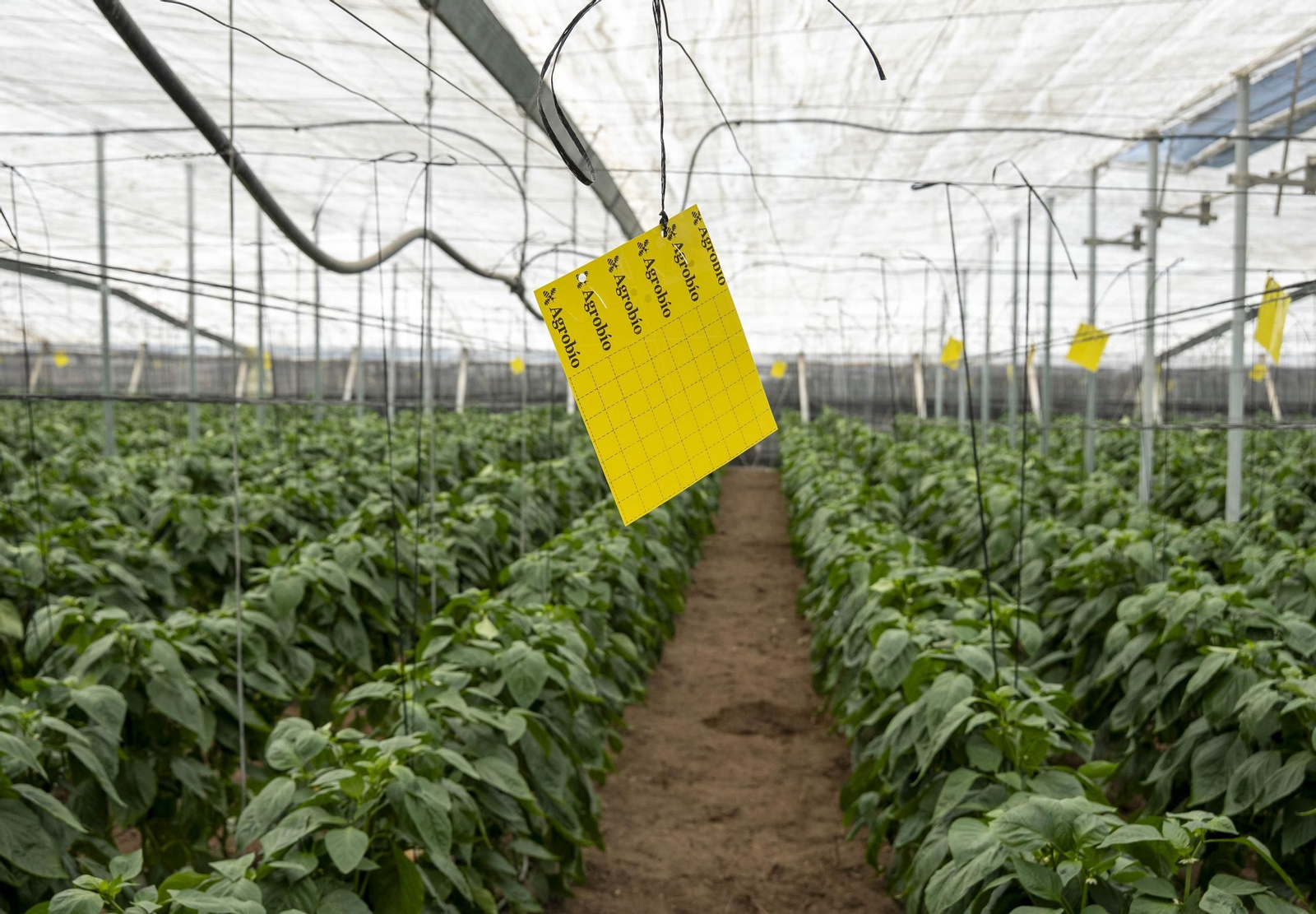 Las imágenes de la suelta de bichos depredadores para la lucha biológica en invernadero por Agrobio
