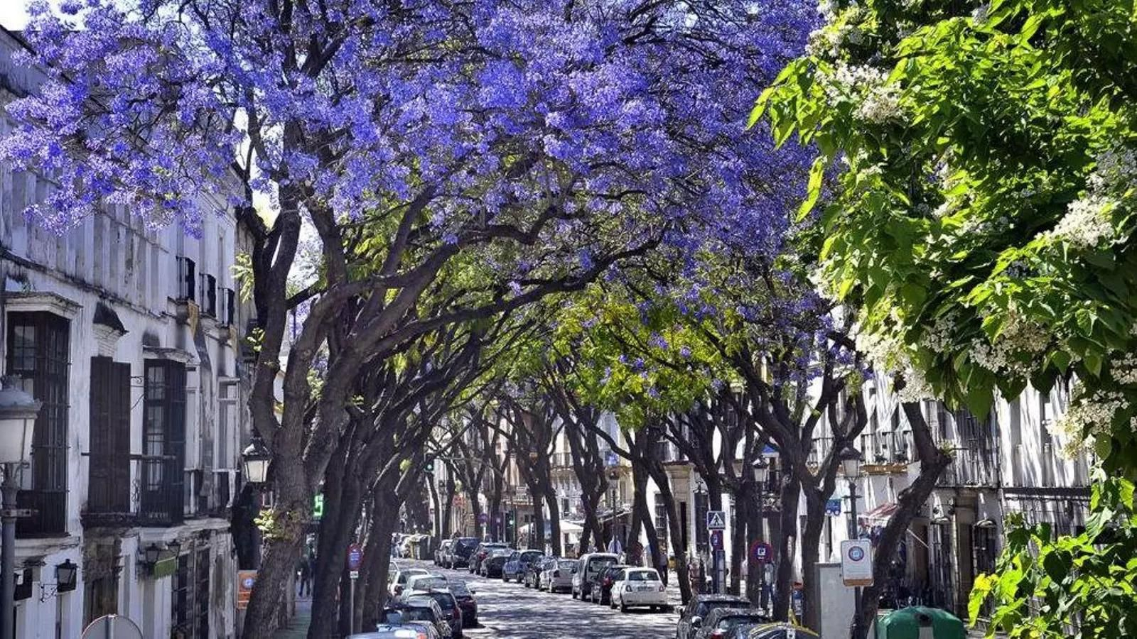 Estas calles del centro de Jerez son las más bonitas cuando llega la primavera