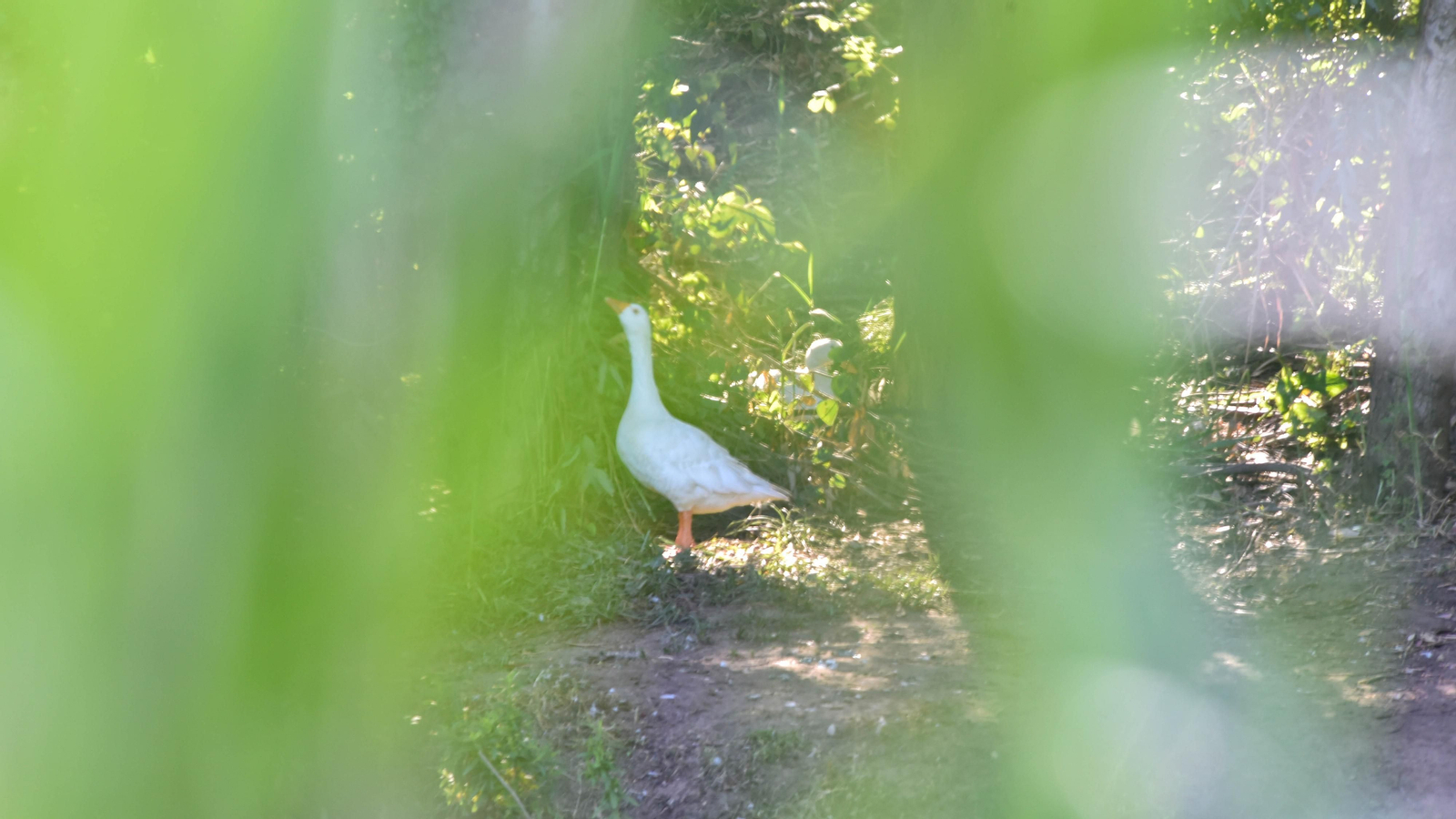 Ruta en kayak por El Palmones